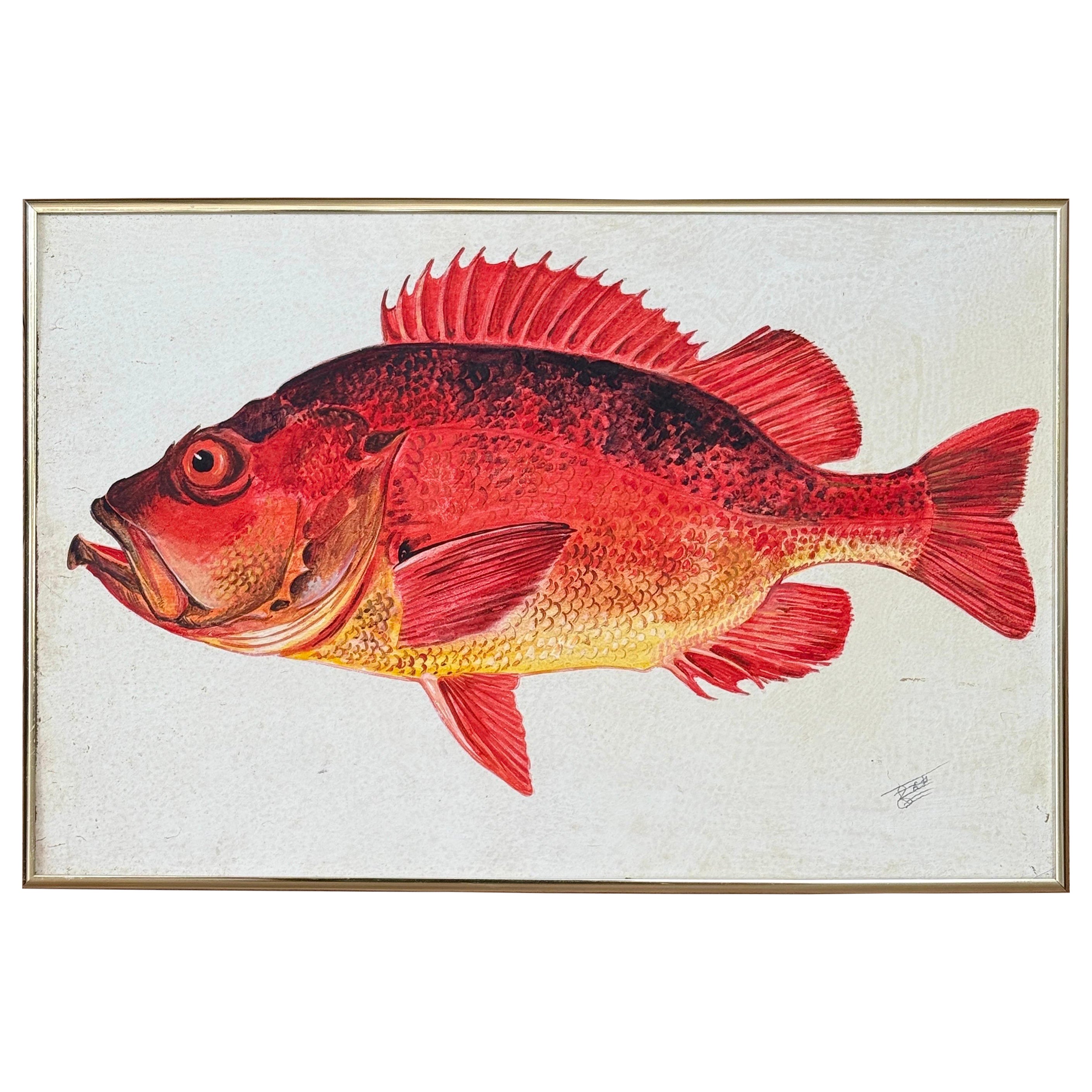 Vintage-Folk-Art-Gemälde im Küstenstil – Gerahmtes Fischstudienbild eines Steinfisches