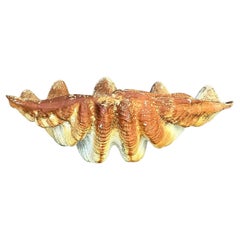 Concha de Almeja Vintage Coastal Gigas Resina