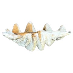 Concha de Almeja Vintage Coastal Monumental Gigas Resina 6