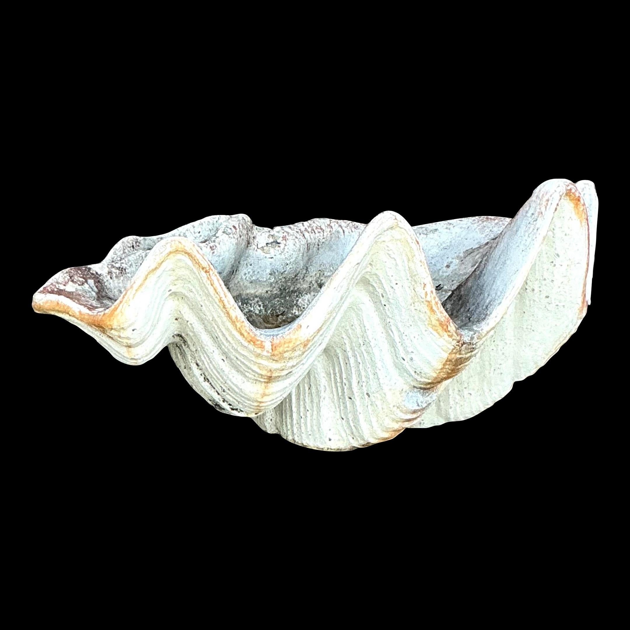 Américain Coquillage Clam monumental de la côte résine Gigas vintage 7