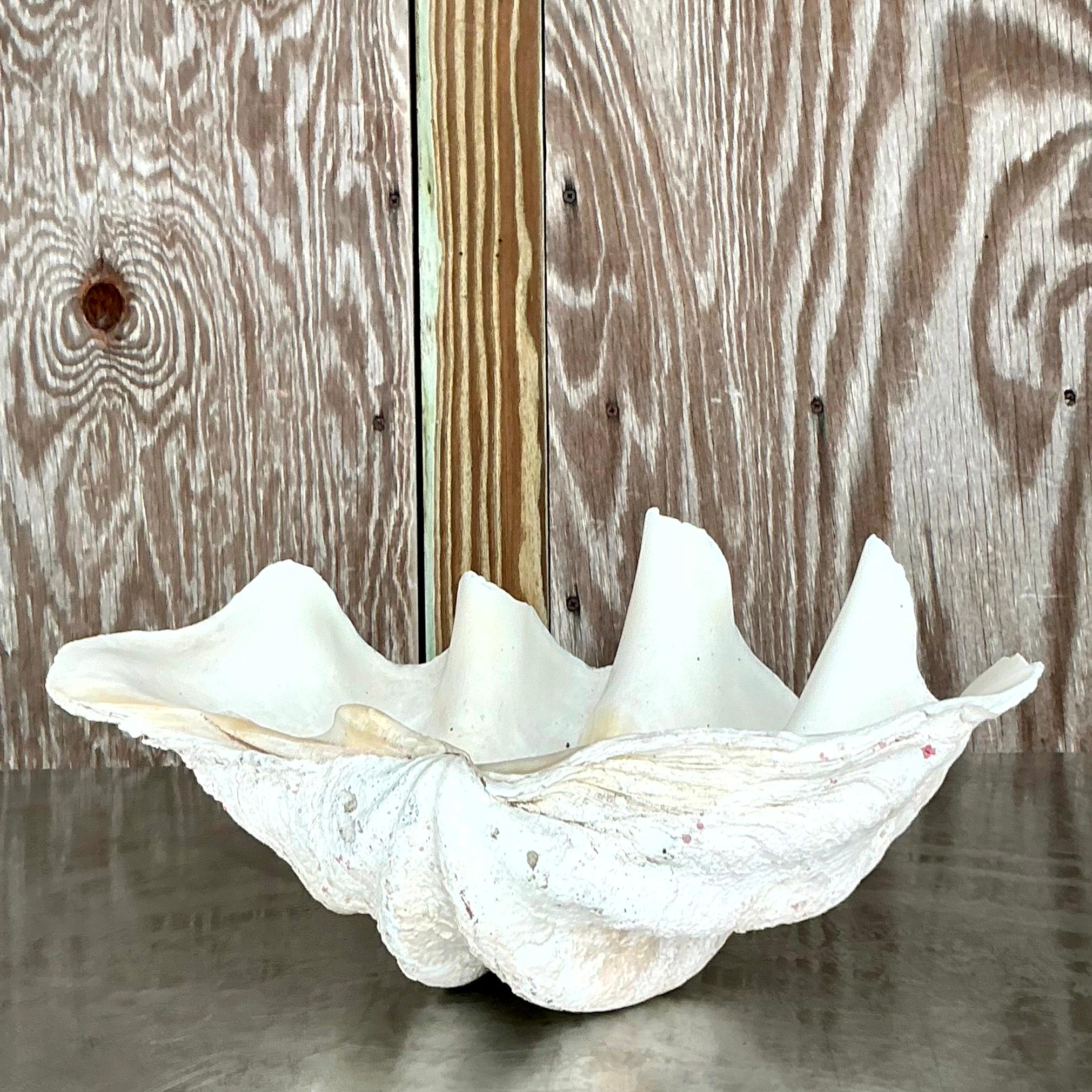 Infuse your space with the majestic allure of the ocean with this Vintage Coastal Monumental Tridacna Gigas Clam Shell. Perfect for American-style interiors, this stunning piece features intricate detailing and a grand scale, making it a