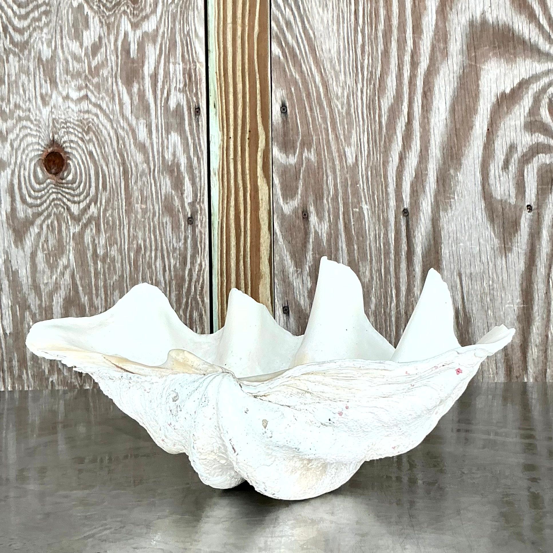 20th Century Vintage Coastal Monumental Tridacna Gigas Clam Shell #13