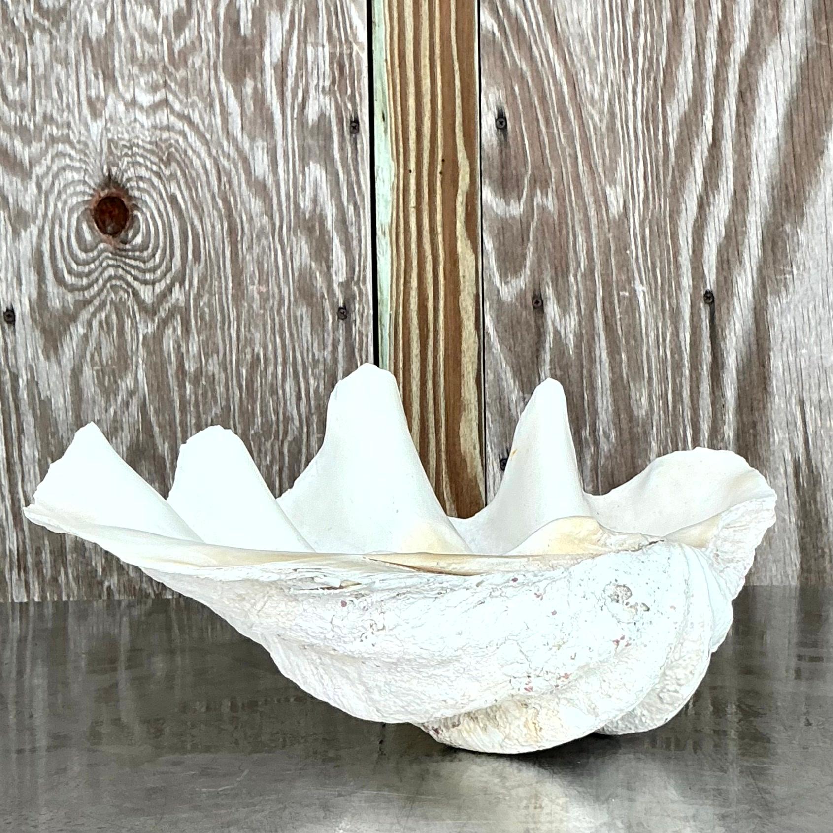 Vintage Coastal Monumental Tridacna Gigas Clam Shell #13 1