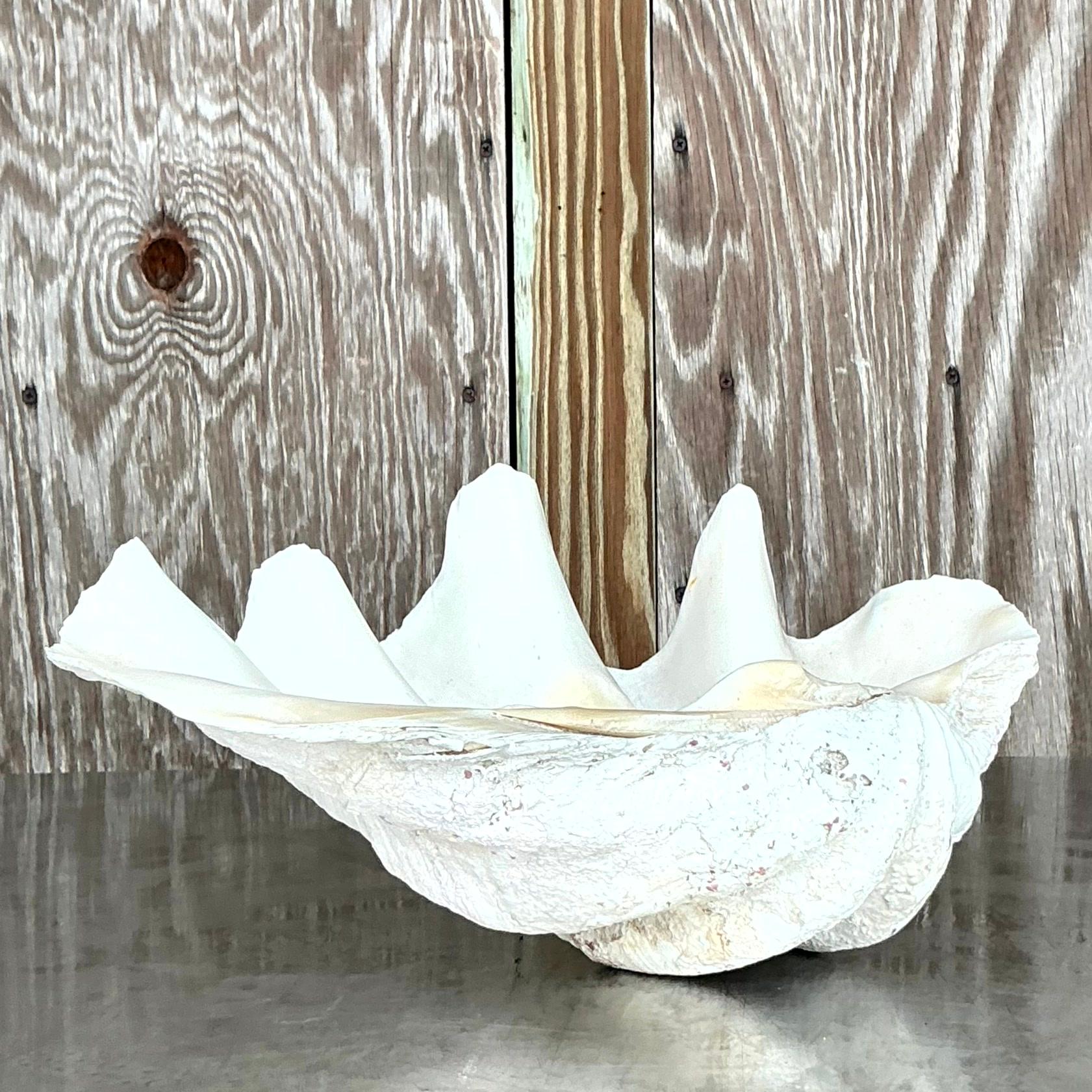Vintage Coastal Monumental Tridacna Gigas Clam Shell #13 2