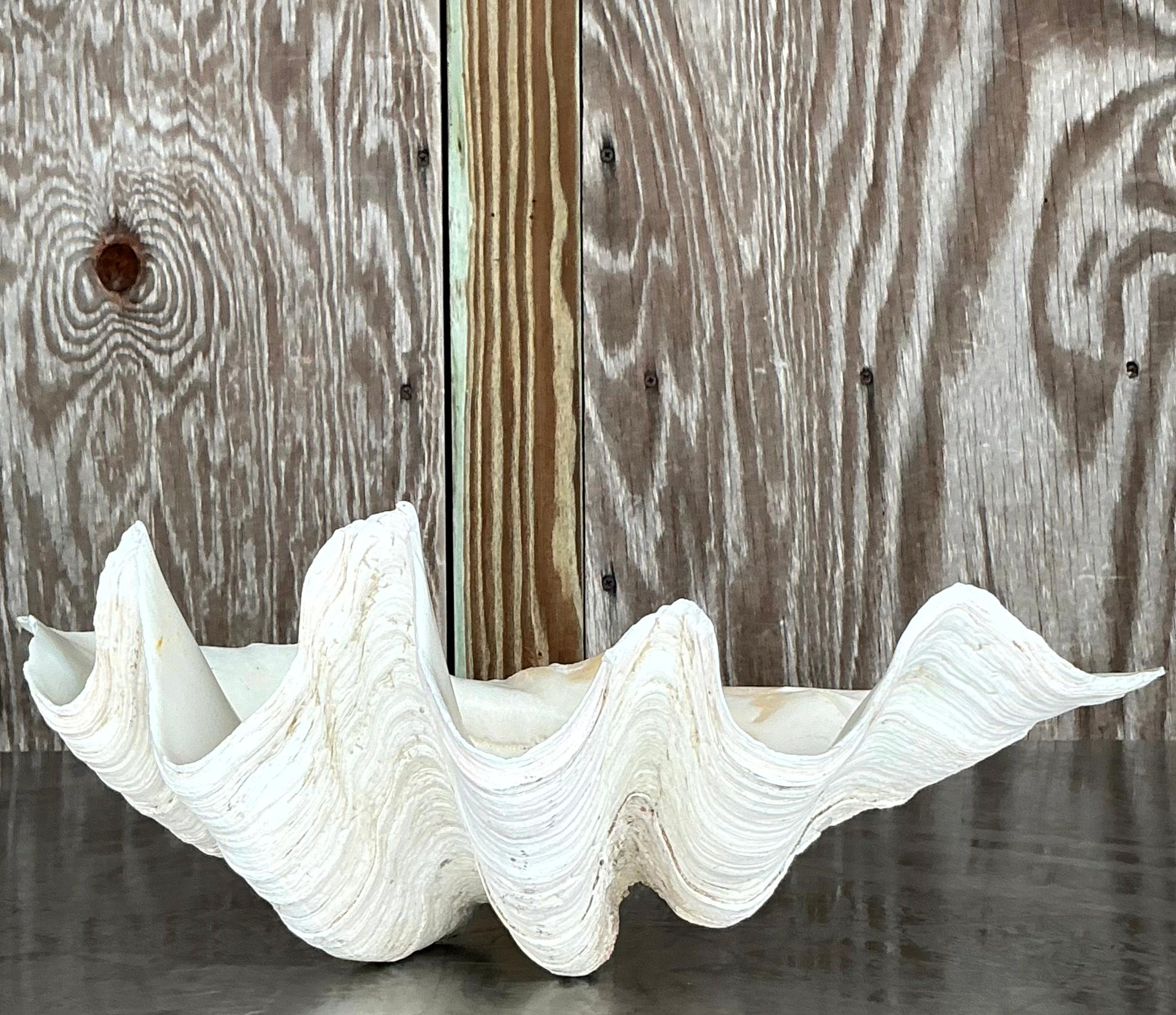 Vintage Coastal Monumental Tridacna Gigas Clam Shell #13 3
