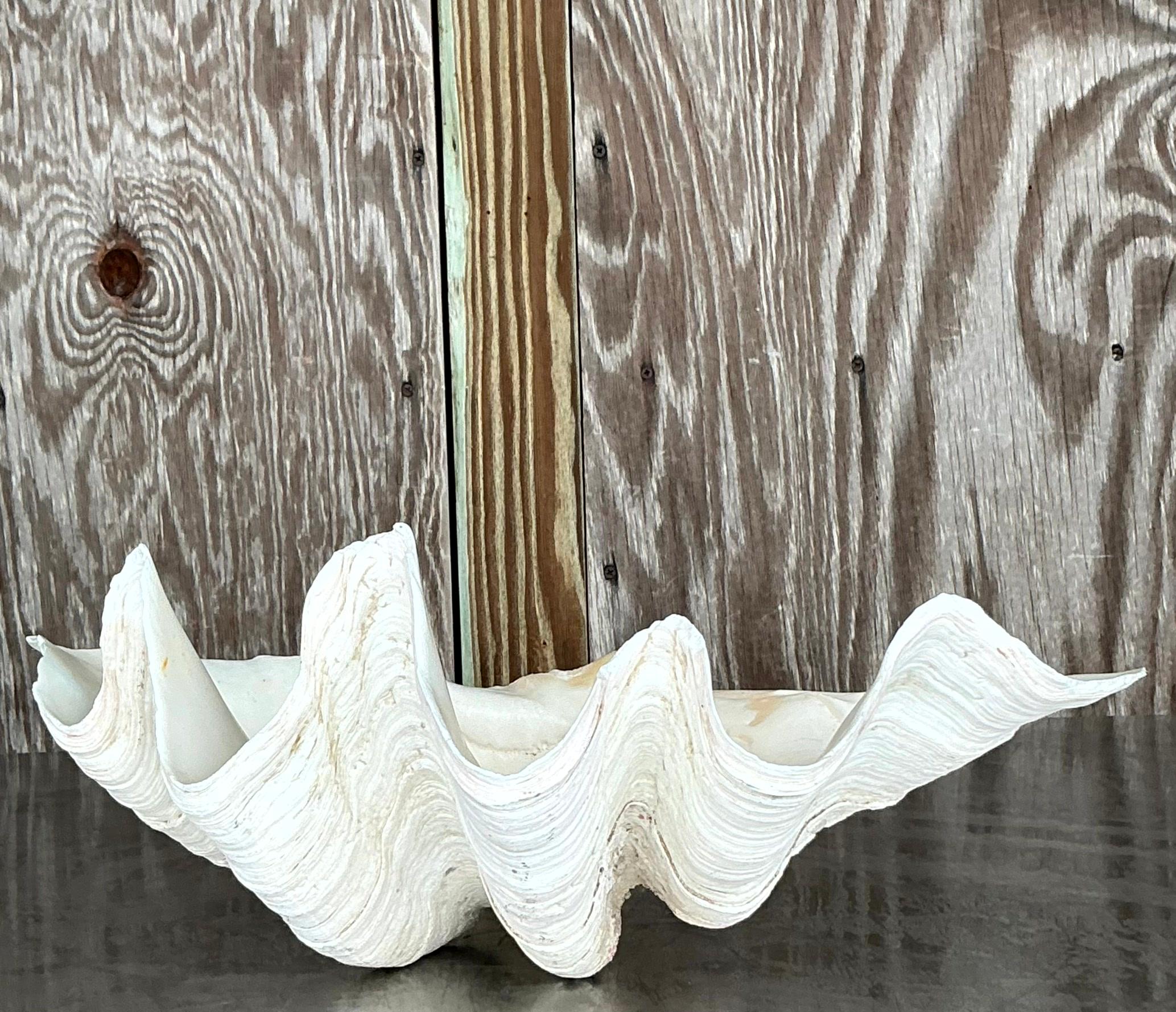 Vintage Coastal Monumental Tridacna Gigas Clam Shell #13 4