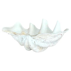 Vintage Coastal Monumental Tridacna Gigas Clam Shell #13
