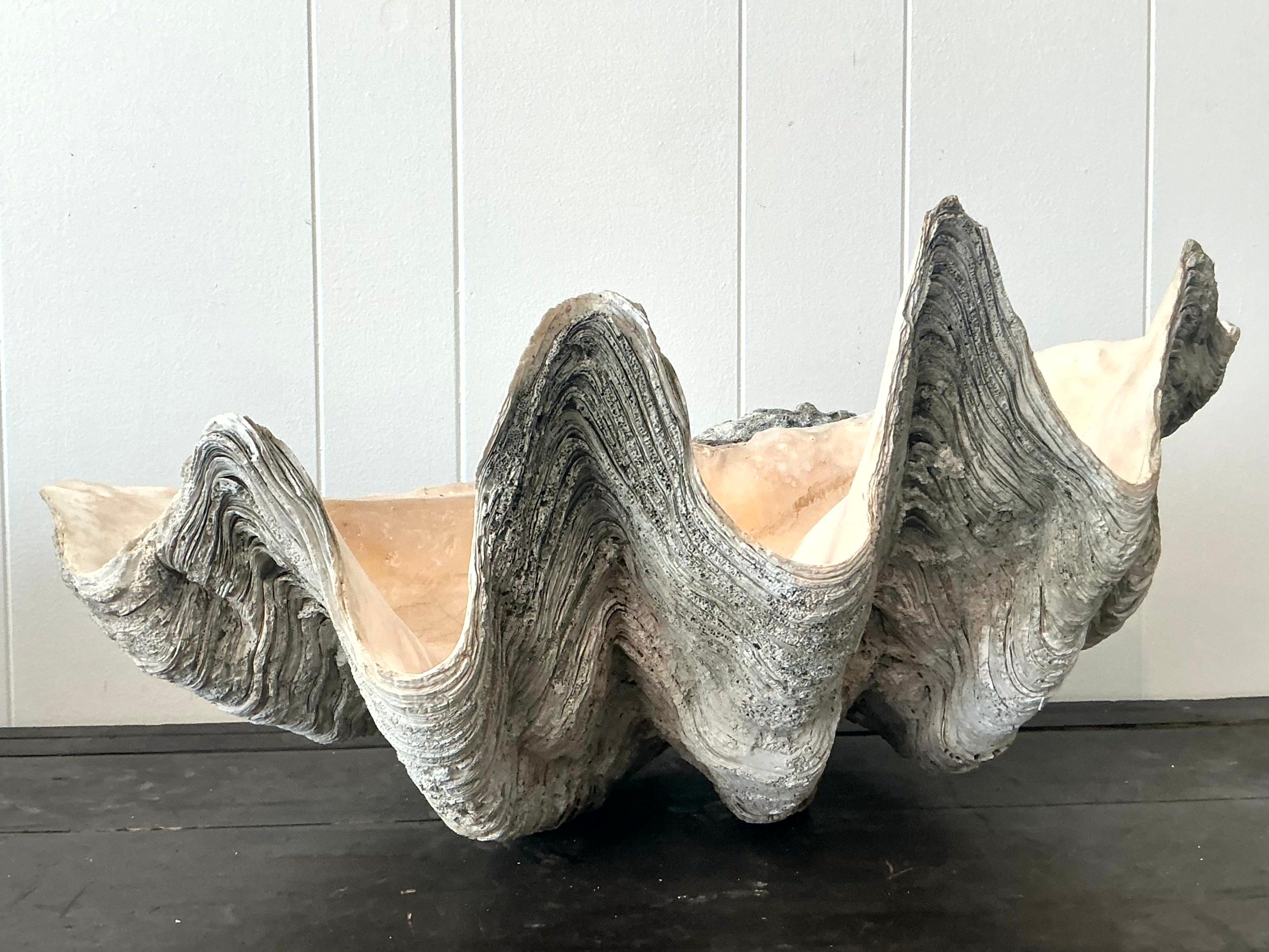 Infusez dans votre espace l'allure majestueuse de l'océan avec cette coquille de palourde Vintage Coastal Monumental Tridacna Gigas. Parfaite pour les intérieurs de style américain, cette pièce étonnante présente des détails complexes et une grande