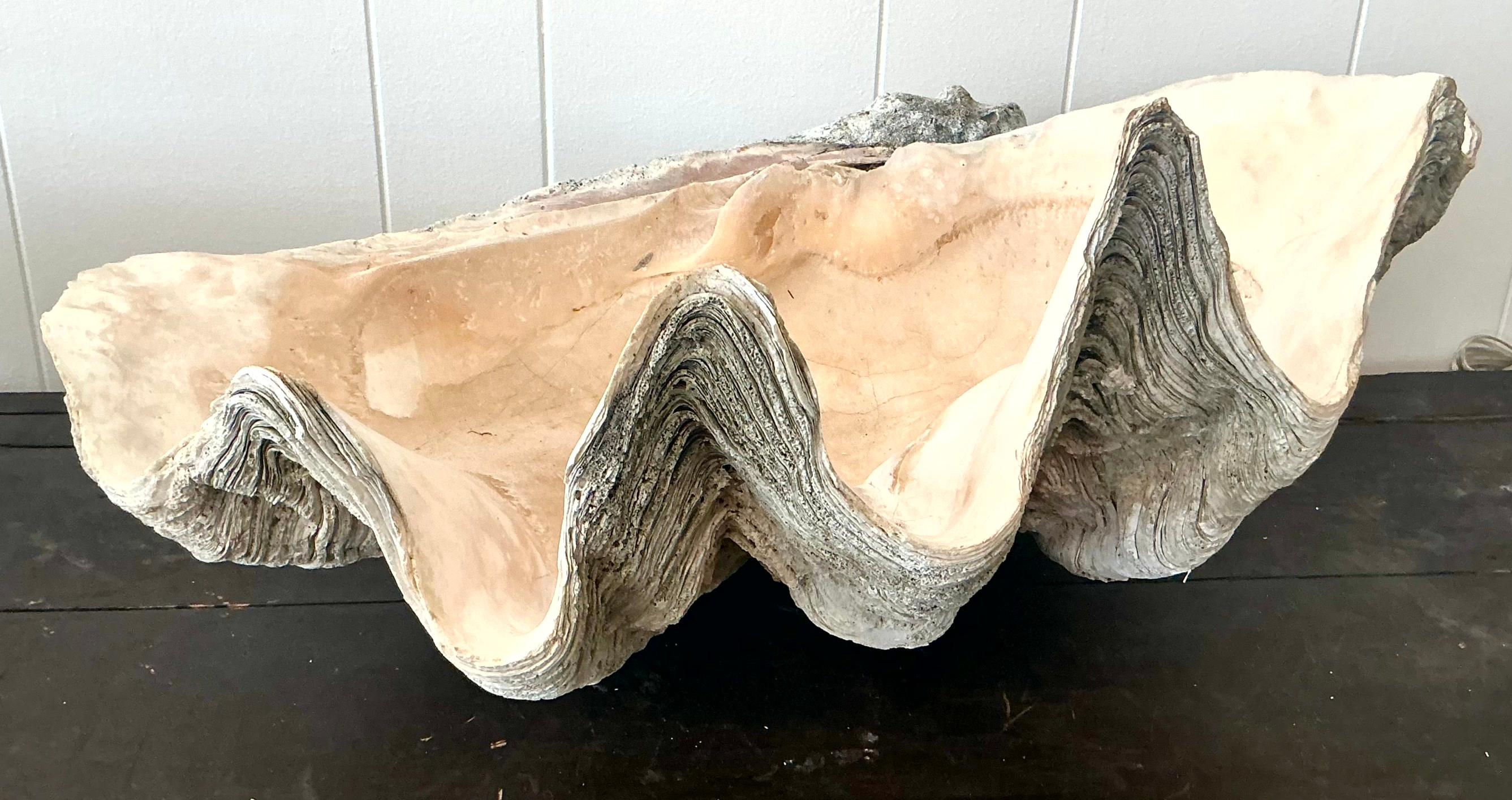 Américain Vintage Coastal Monumental Tridacna Gigas Clam Shell #14 en vente