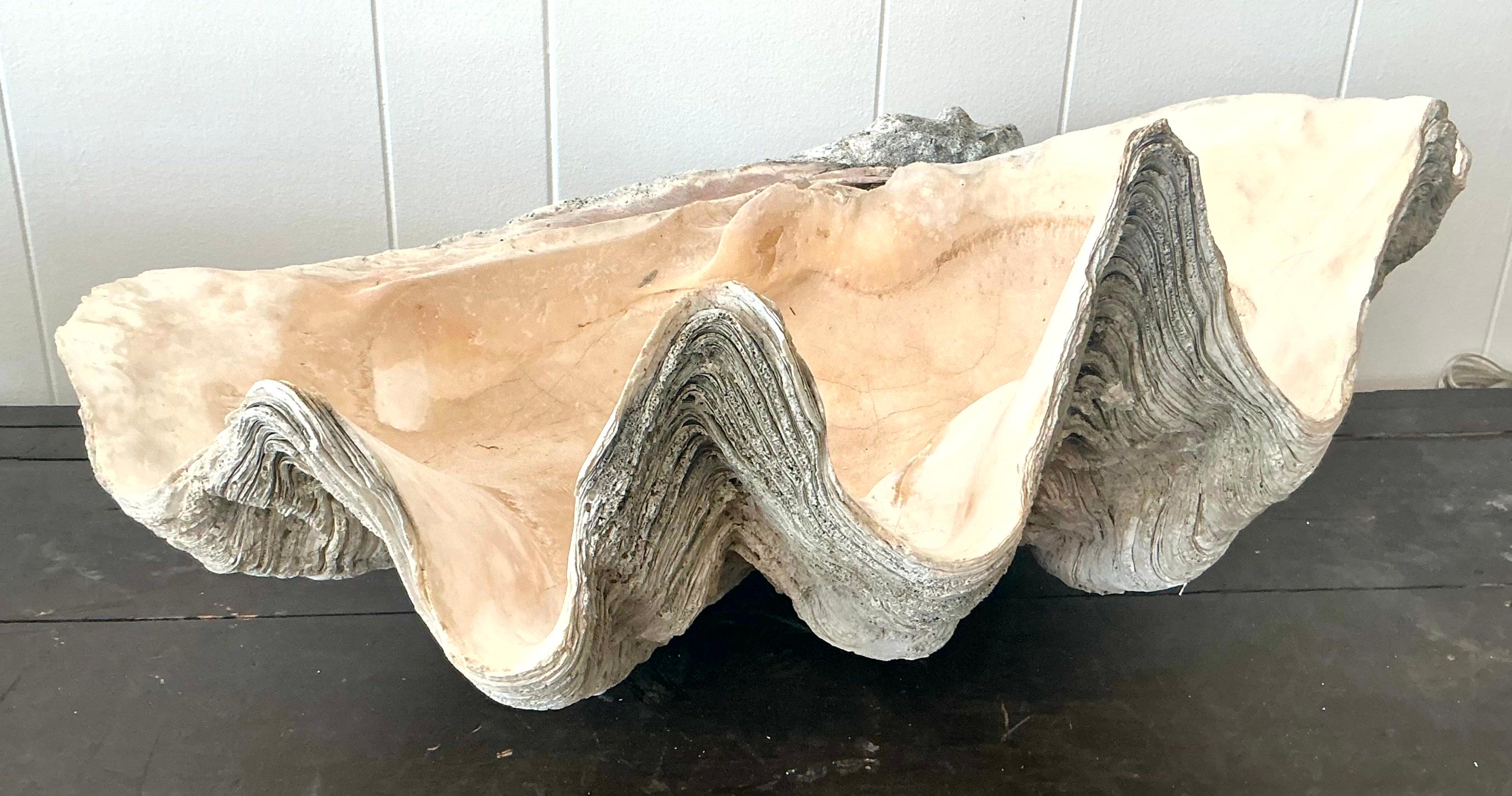 Vintage Coastal Monumental Tridacna Gigas Clam Shell #14 Bon état - En vente à west palm beach, FL