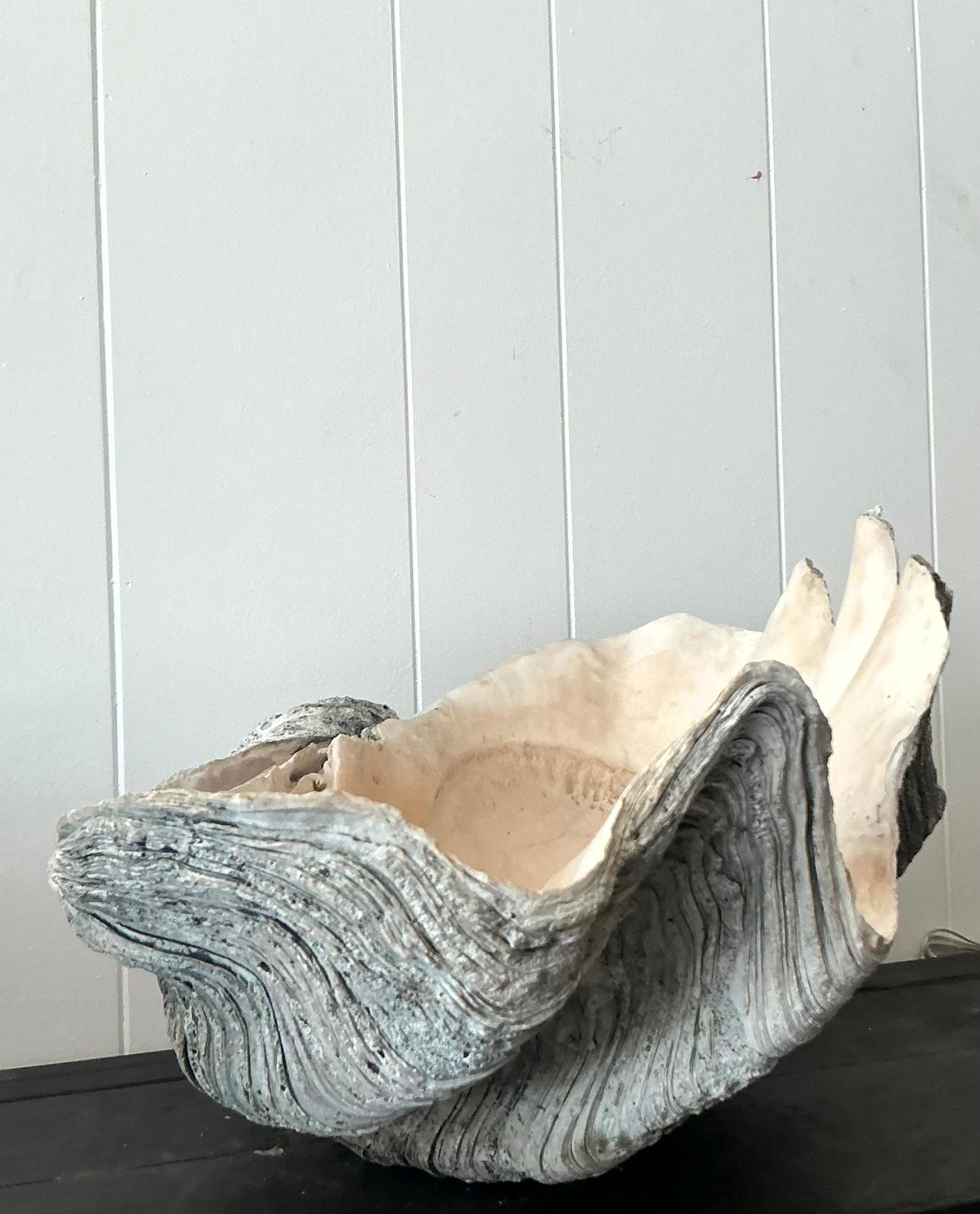 20ième siècle Vintage Coastal Monumental Tridacna Gigas Clam Shell #14 en vente