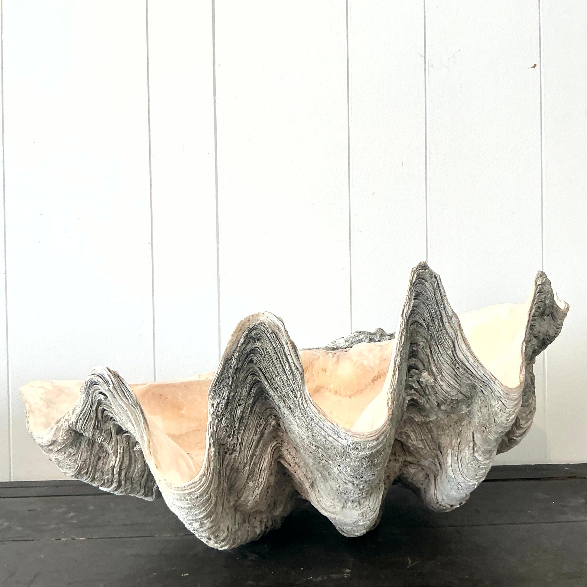 Coquillage Vintage Coastal Monumental Tridacna Gigas Clam Shell #14 en vente