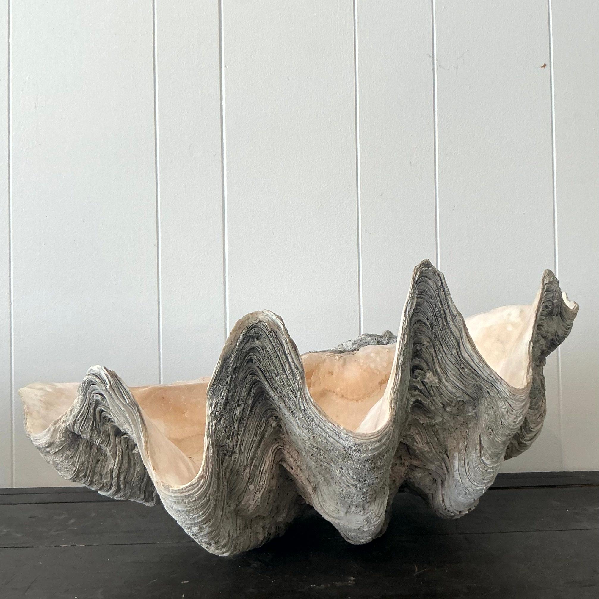Vintage Coastal Monumental Tridacna Gigas Clam Shell #14 en vente 1