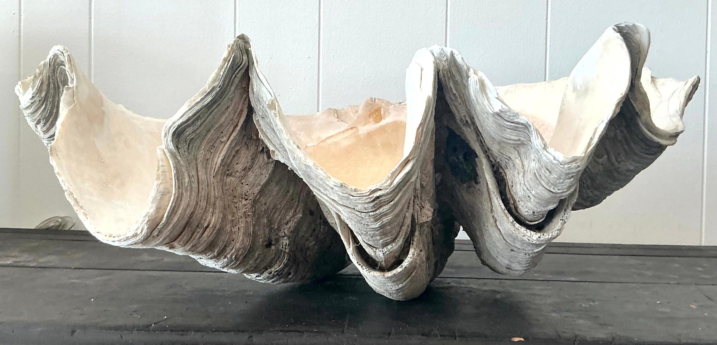 Infunde a tu espacio el majestuoso encanto del océano con esta Concha de Almeja Vintage Coastal Monumental Tridacna Gigas. Perfecta para interiores de estilo americano, esta impresionante pieza presenta intrincados detalles y una gran escala, que la