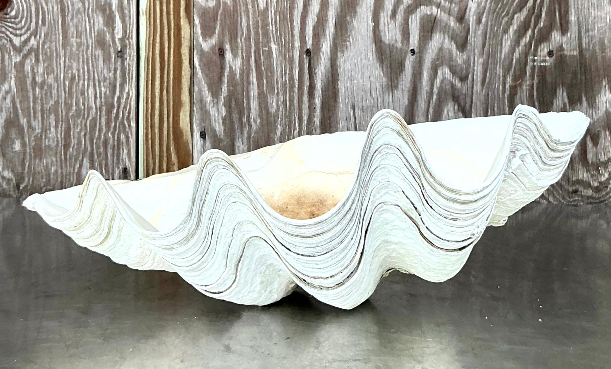 Vintage Coastal Monumental Tridacna Gigas Clam Shell #16 en vente 2