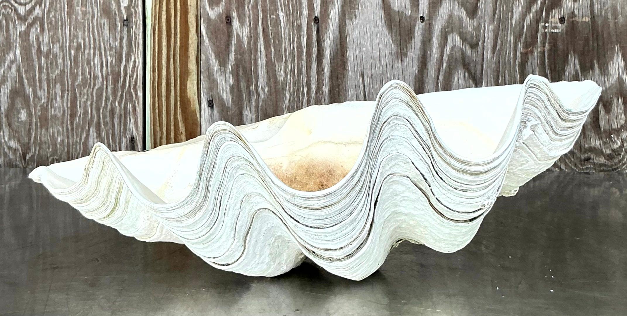 Vintage Coastal Monumental Tridacna Gigas Clam Shell #16 en vente 3