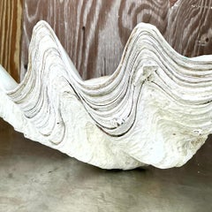 Concha de almeja Tridacna Gigas monumental costera vintage nº 16