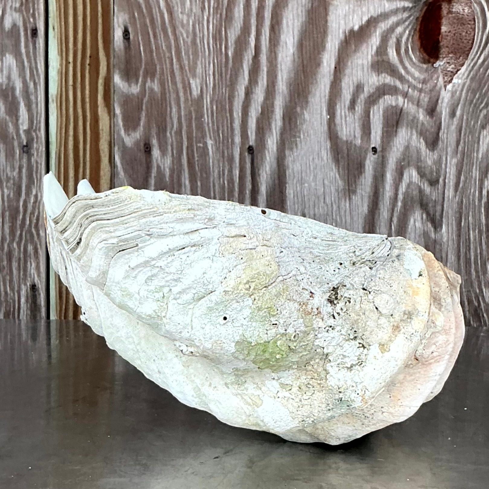 Américain Vintage Coastal Monumental Tridacna Gigas Clam Shell #16 en vente