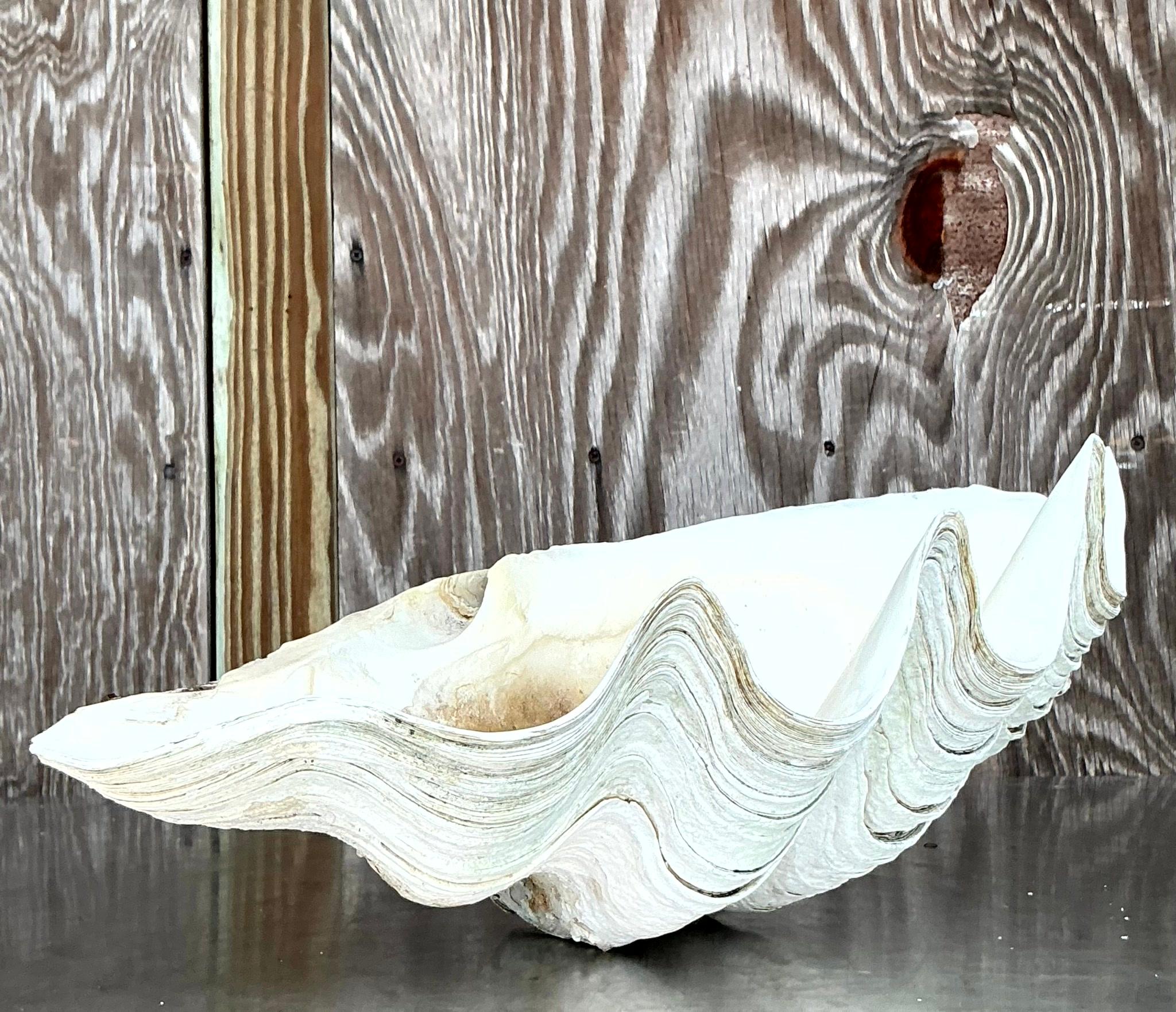 Vintage Coastal Monumental Tridacna Gigas Clam Shell #16 Bon état - En vente à west palm beach, FL
