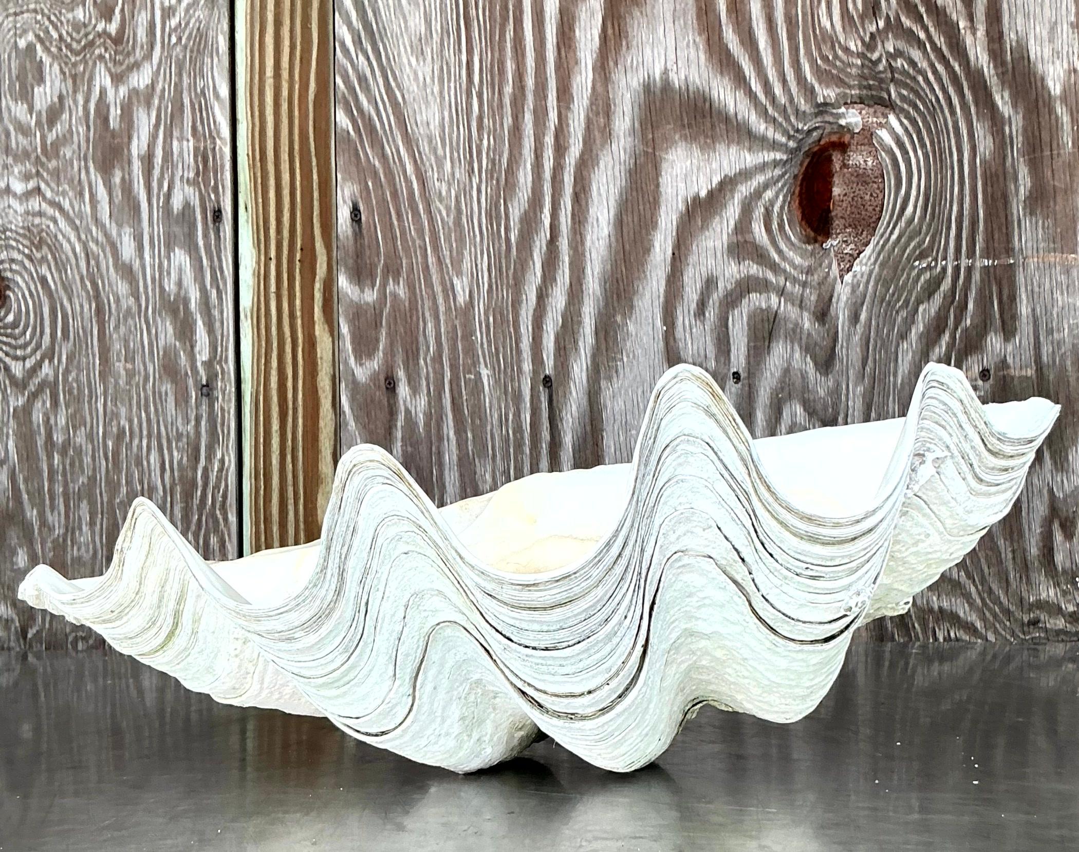 Vintage Coastal Monumental Tridacna Gigas Clam Shell #16 en vente 1