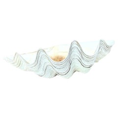 Vintage Coastal Monumental Tridacna Gigas Clam Shell #16
