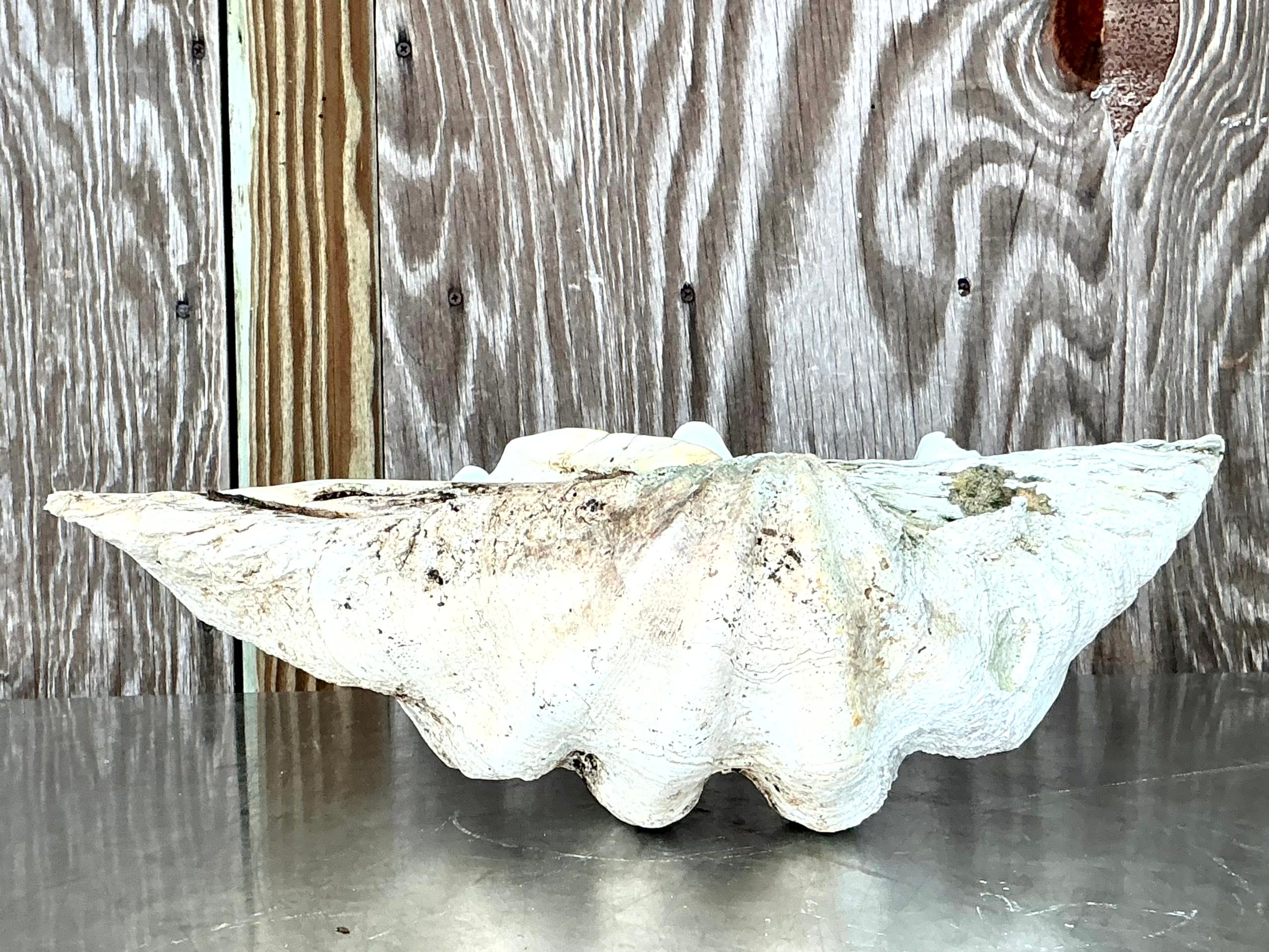 Infunde a tu espacio el majestuoso encanto del océano con esta Concha de Almeja Vintage Coastal Monumental Tridacna Gigas. Perfecta para interiores de estilo americano, esta impresionante pieza presenta intrincados detalles y una gran escala, que la