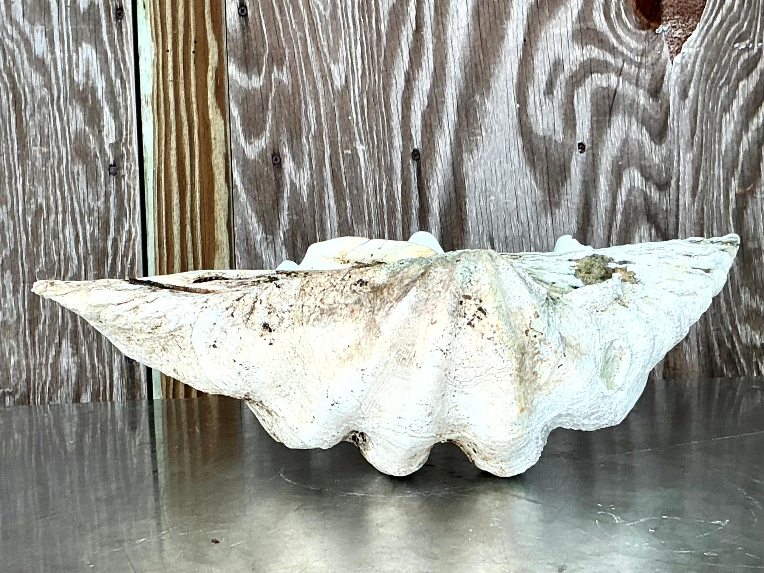Concha de almeja Tridacna Gigas monumental costera vintage nº 17 Estadounidense en venta