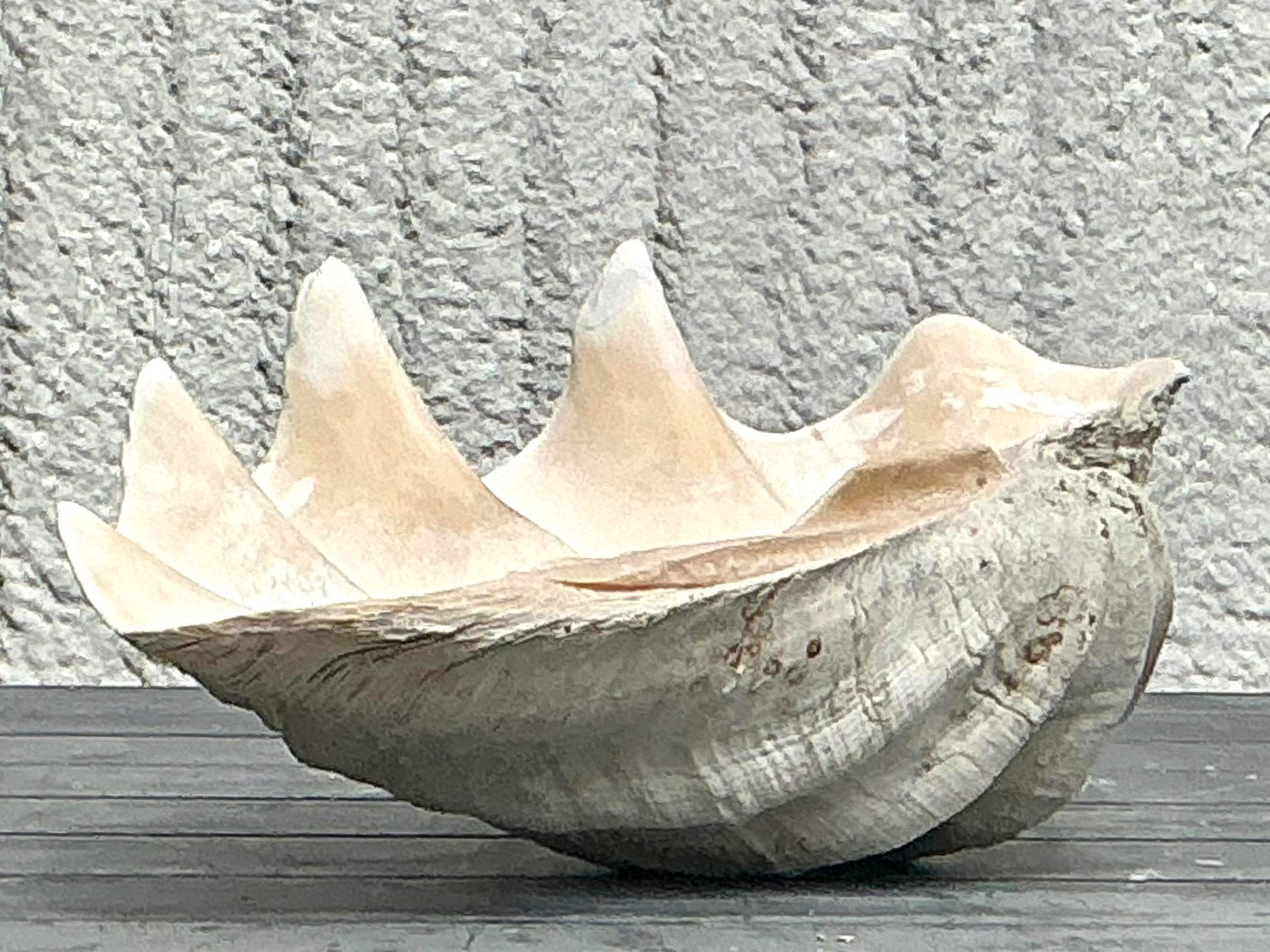 Vintage Coastal Monumental Tridacna Gigas Clam Shell #3 en vente 4