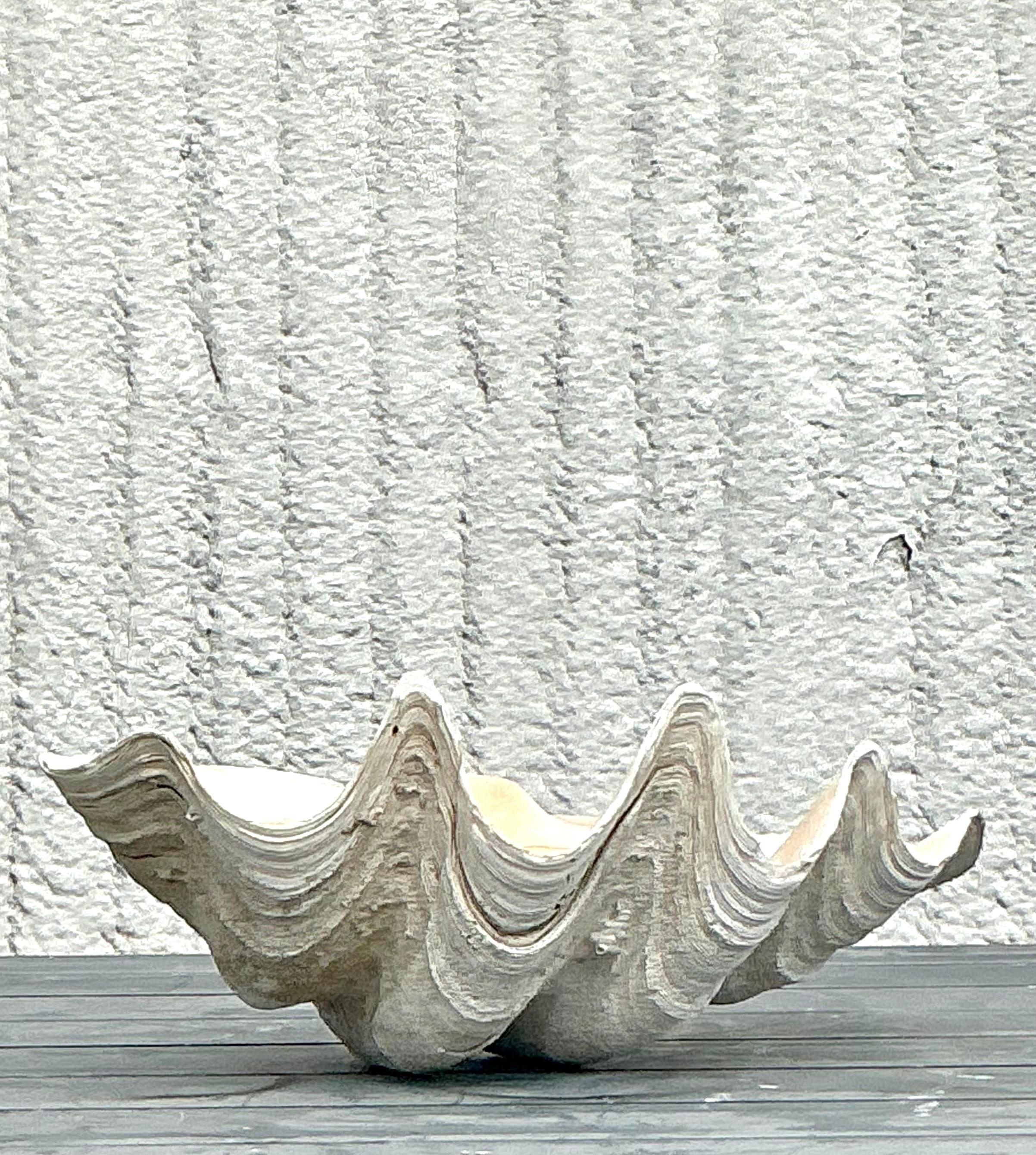Rehaussez votre intérieur avec la beauté sereine de cette coquille de palourde Vintage Coastal Monumental Tridacna Gigas. Parfaite pour les intérieurs de style américain, cette pièce remarquable présente des détails réalistes et une grande échelle,