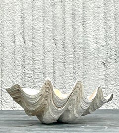 Vintage Coastal Monumental Tridacna Gigas Clam Shell #3