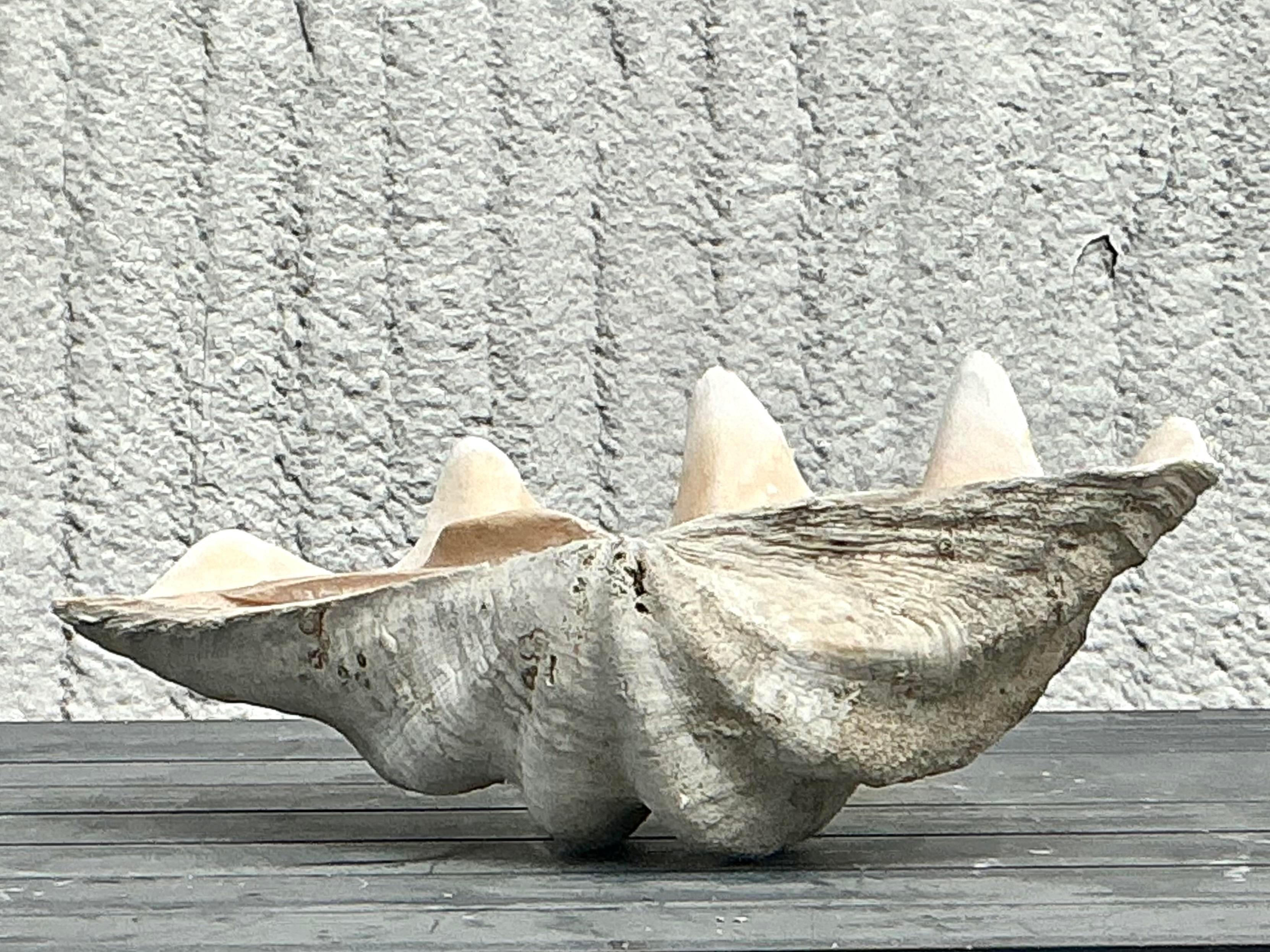 20ième siècle Vintage Coastal Monumental Tridacna Gigas Clam Shell #3 en vente