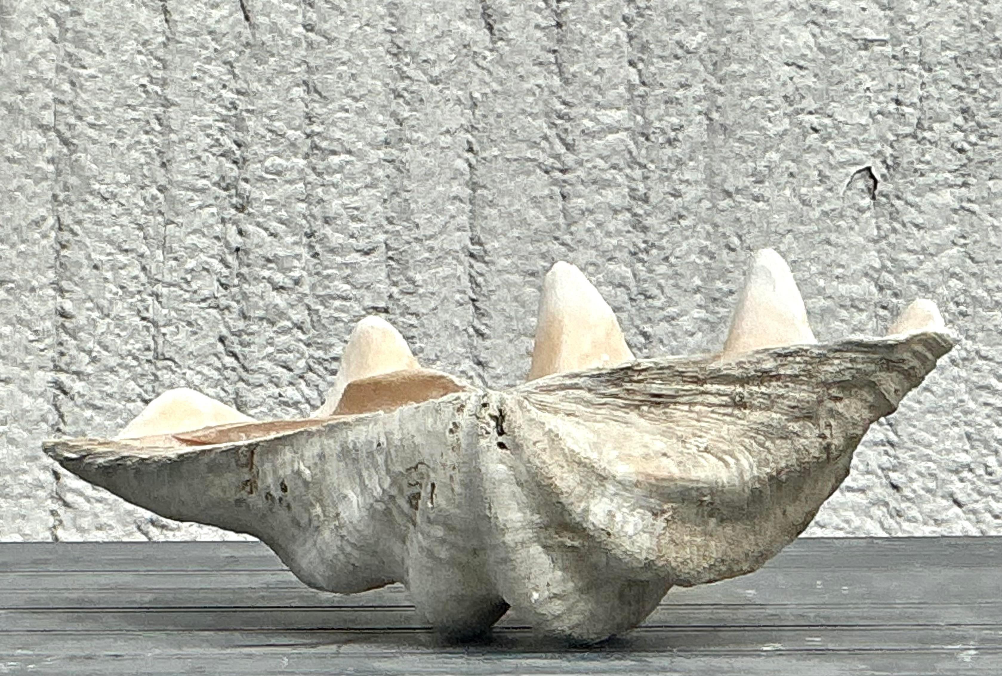 Coquillage Vintage Coastal Monumental Tridacna Gigas Clam Shell #3 en vente