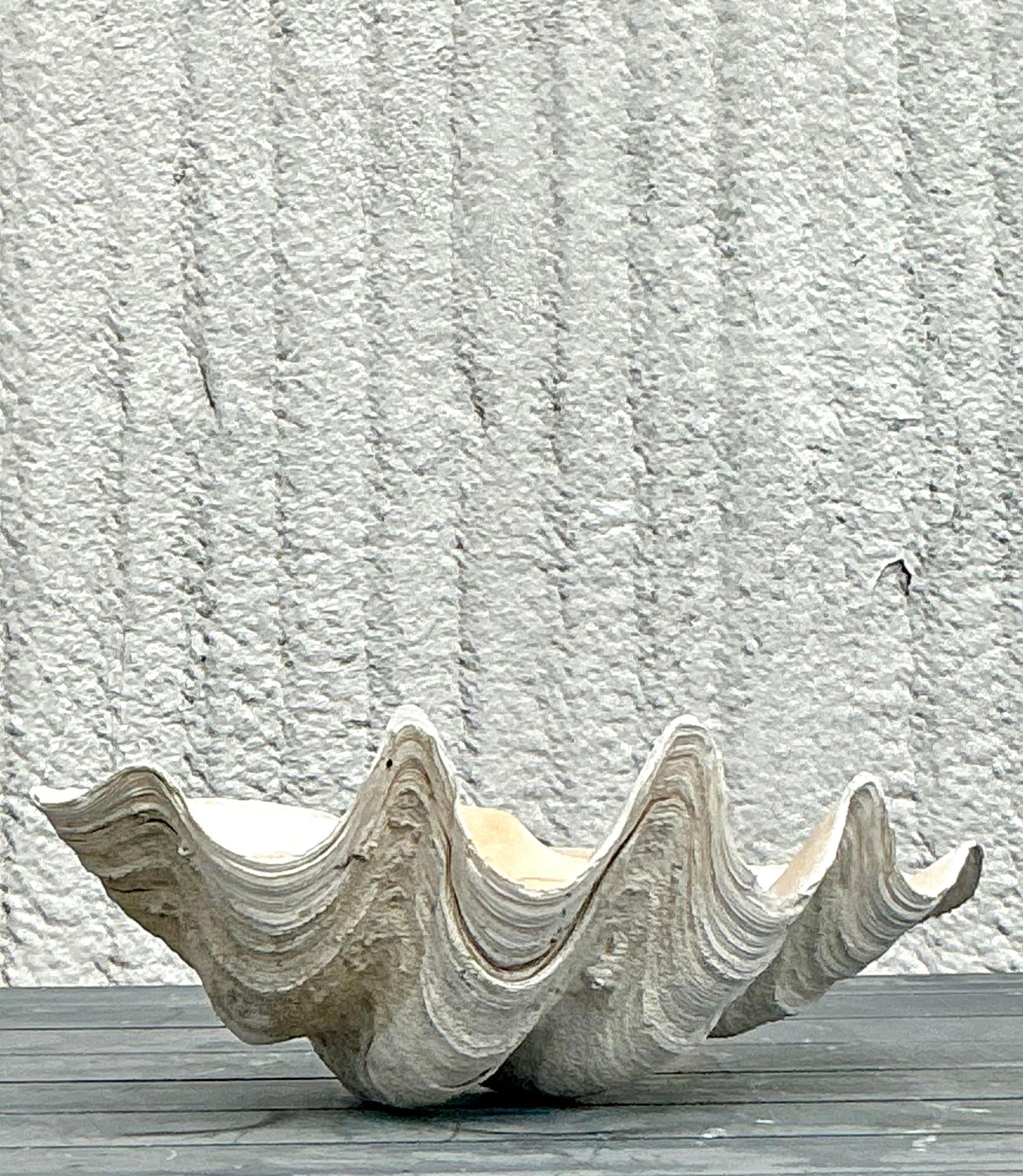 Vintage Coastal Monumental Tridacna Gigas Clam Shell #3 en vente 1