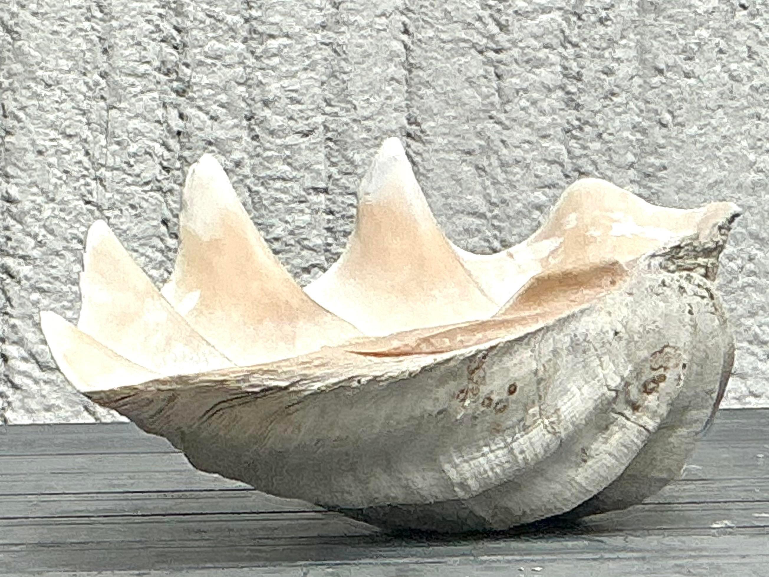Vintage Coastal Monumental Tridacna Gigas Clam Shell #3 en vente 2
