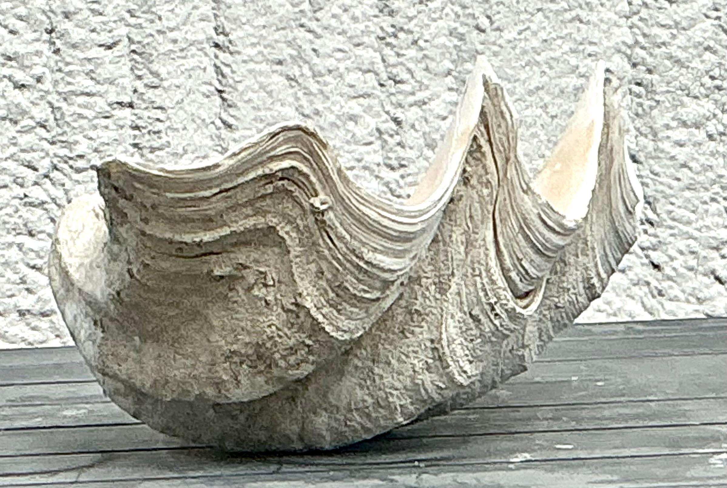 Vintage Coastal Monumental Tridacna Gigas Clam Shell #3 en vente 3