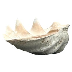 Concha de almeja Tridacna Gigas monumental costera vintage nº 3