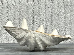Vintage Coastal Monumental Tridacna Gigas Clam Shell #5