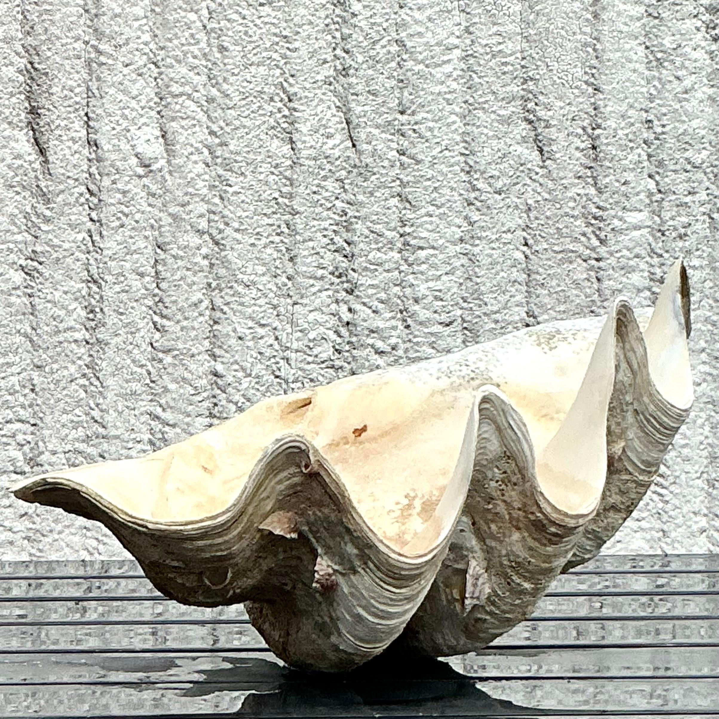 Vintage Coastal Monumental Tridacna Gigas Clam Shell #6 en vente 4