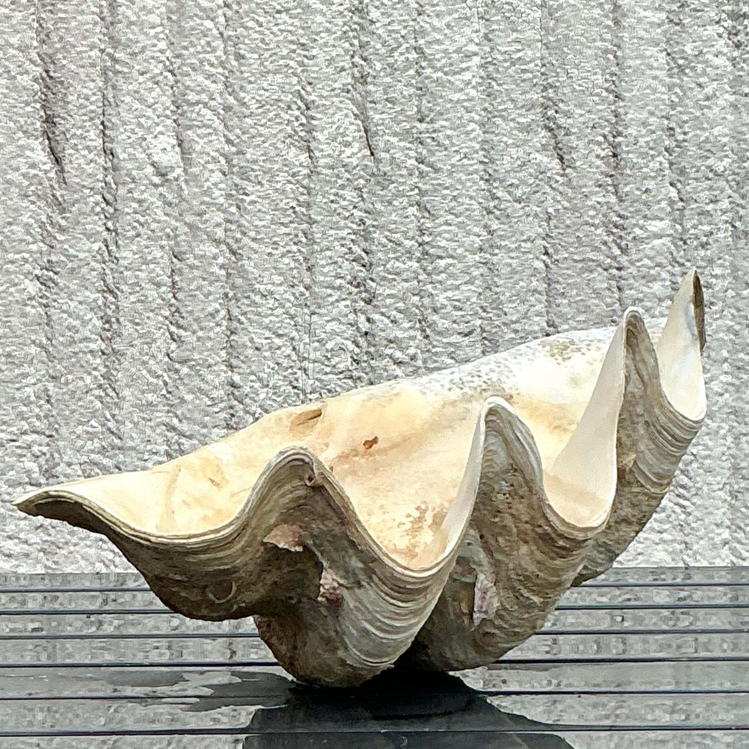 Vintage Coastal Monumental Tridacna Gigas Clam Shell #6 en vente 5