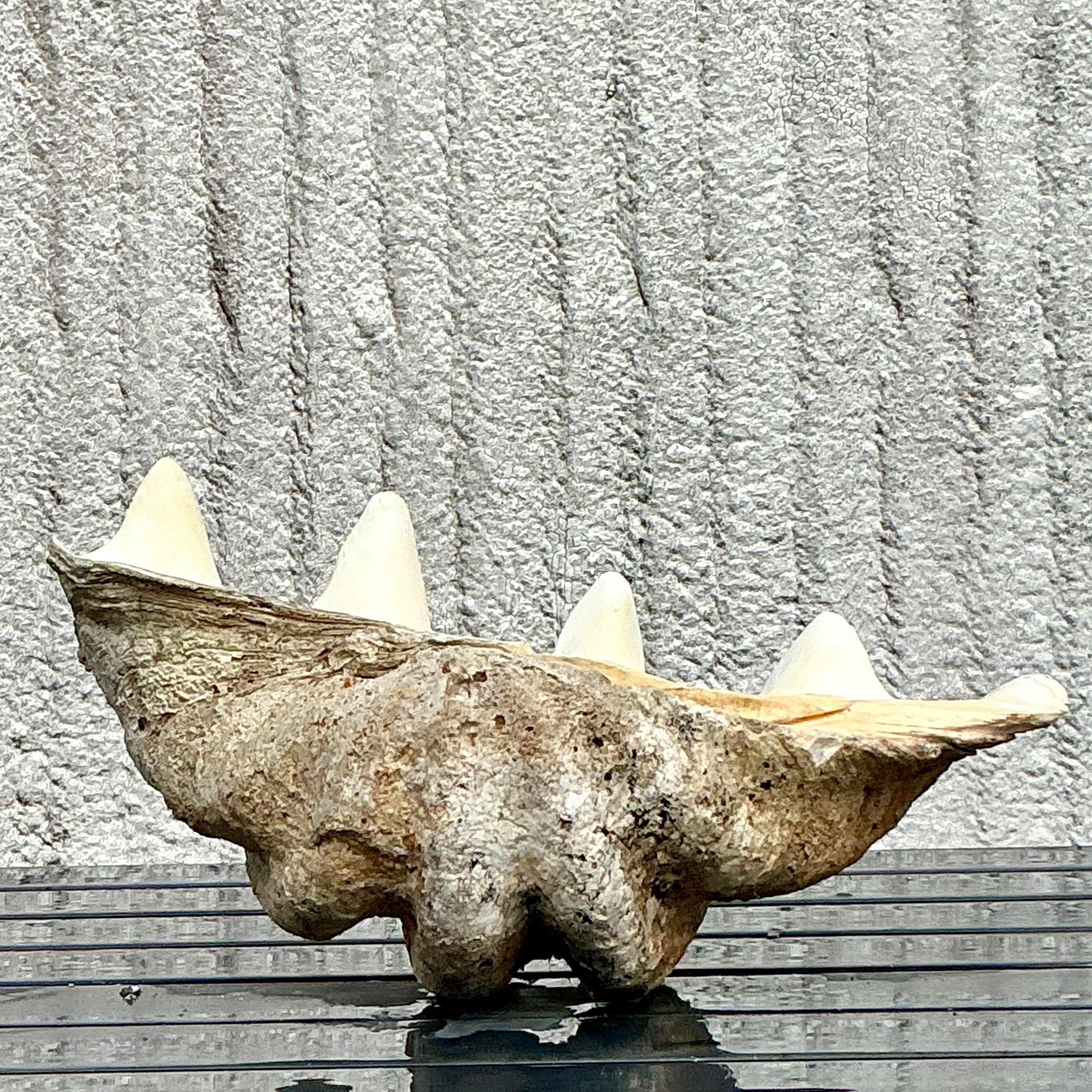 Apportez la beauté sereine de l'océan dans votre maison avec cette coquille de palourde Vintage Coastal Monumental Tridacna Gigas. Parfaite pour les intérieurs de style américain, cette pièce impressionnante présente des détails complexes et