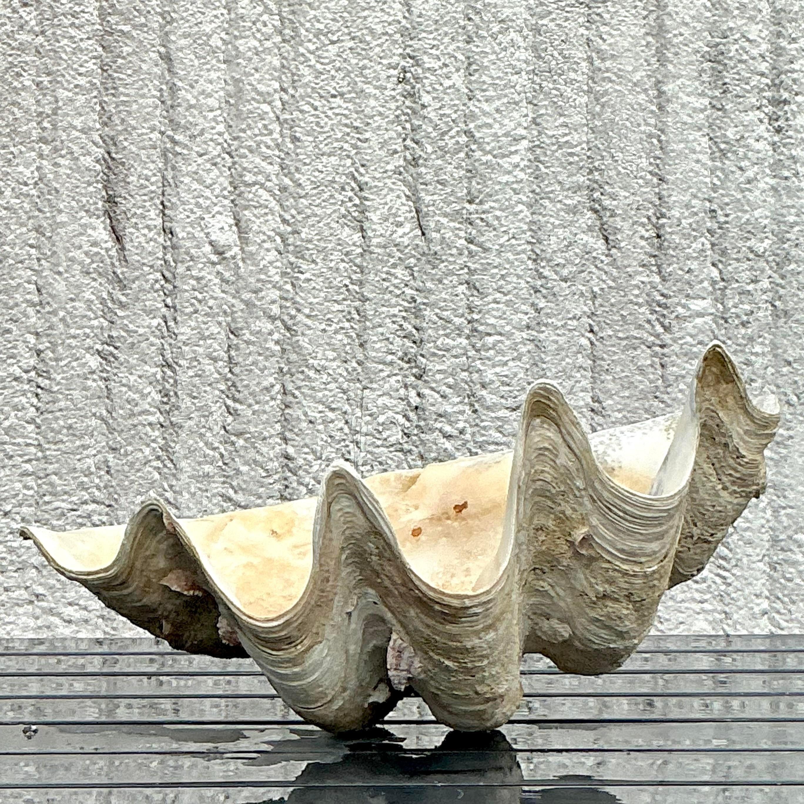 Américain Vintage Coastal Monumental Tridacna Gigas Clam Shell #6 en vente