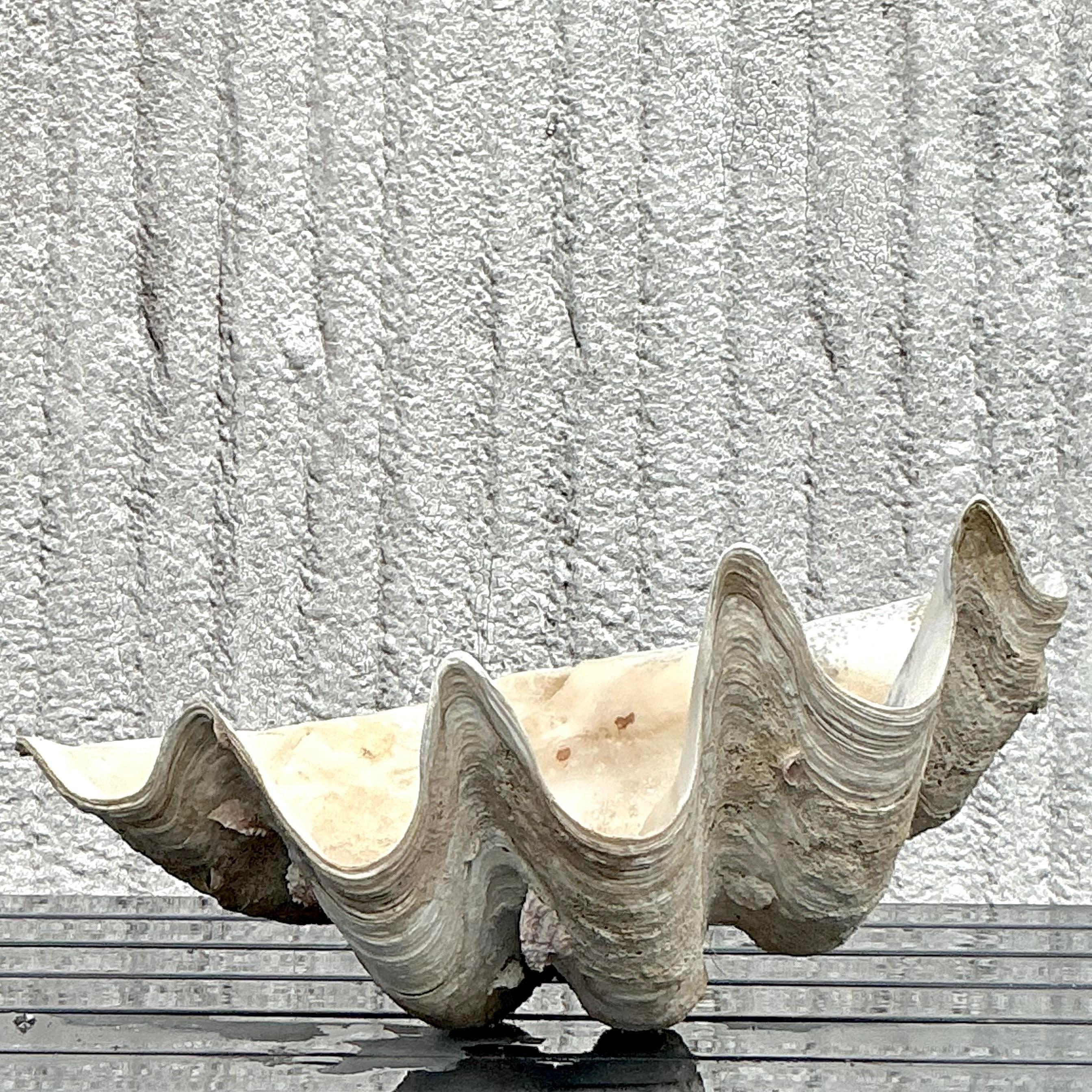 20ième siècle Vintage Coastal Monumental Tridacna Gigas Clam Shell #6 en vente