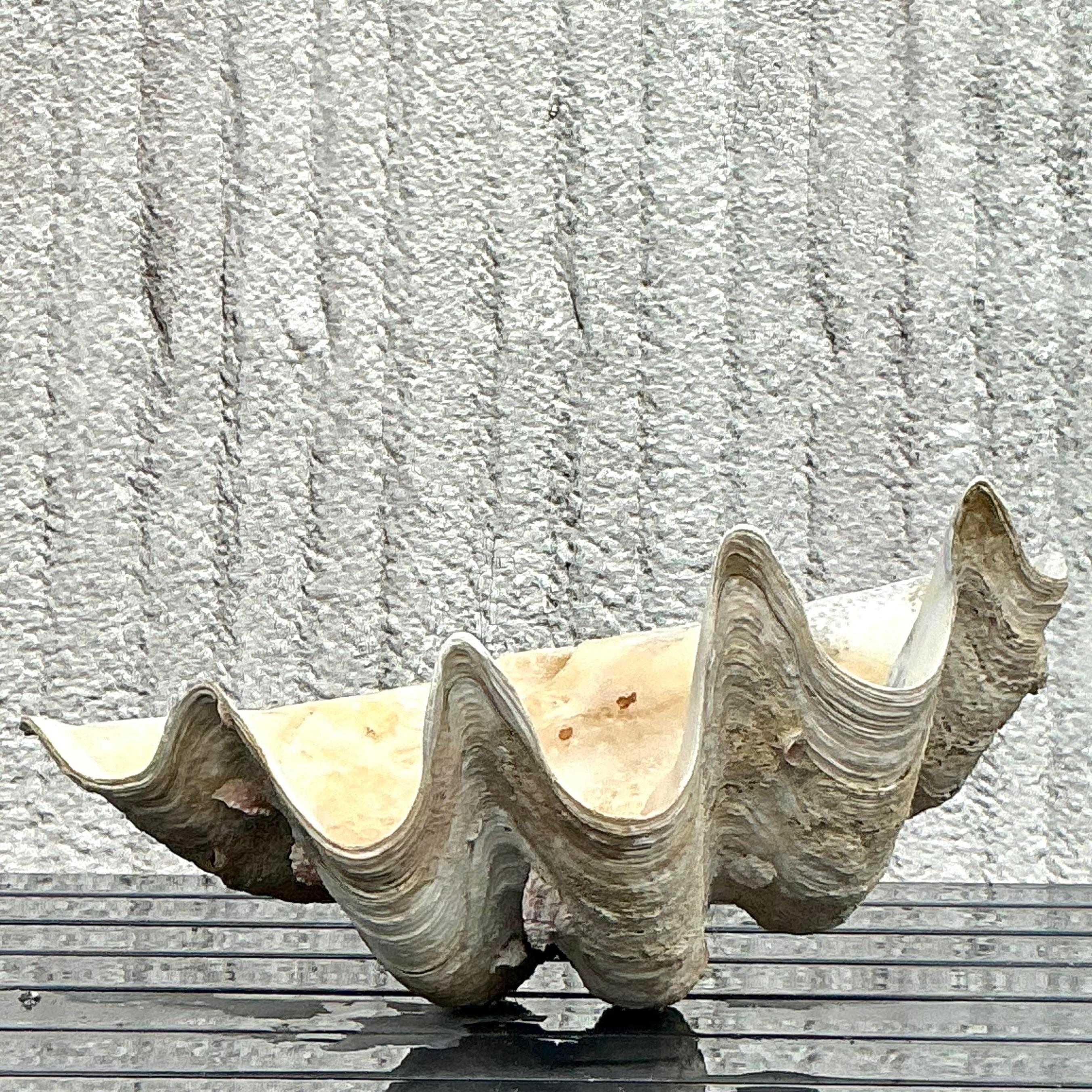 Coquillage Vintage Coastal Monumental Tridacna Gigas Clam Shell #6 en vente