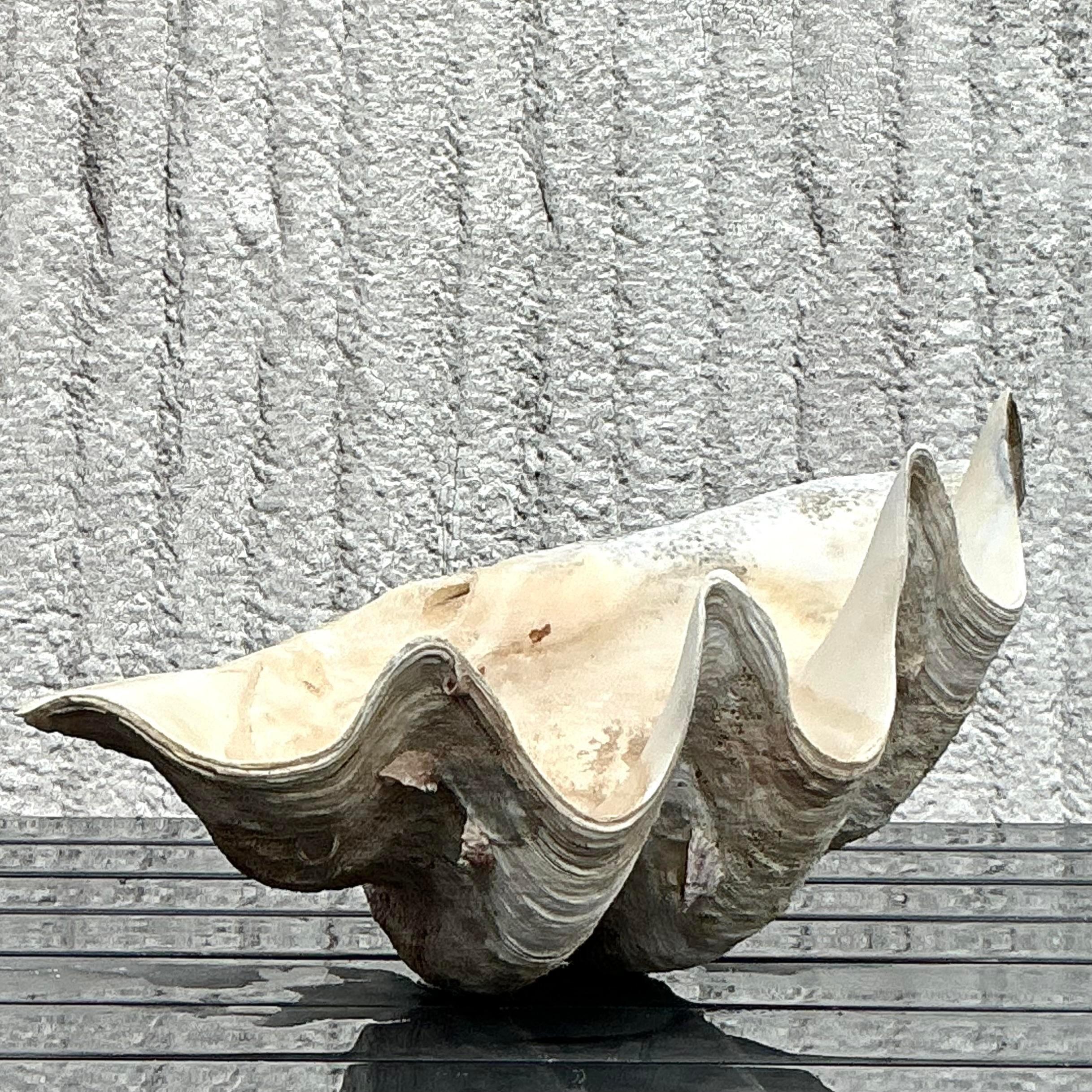Vintage Coastal Monumental Tridacna Gigas Clam Shell #6 en vente 1