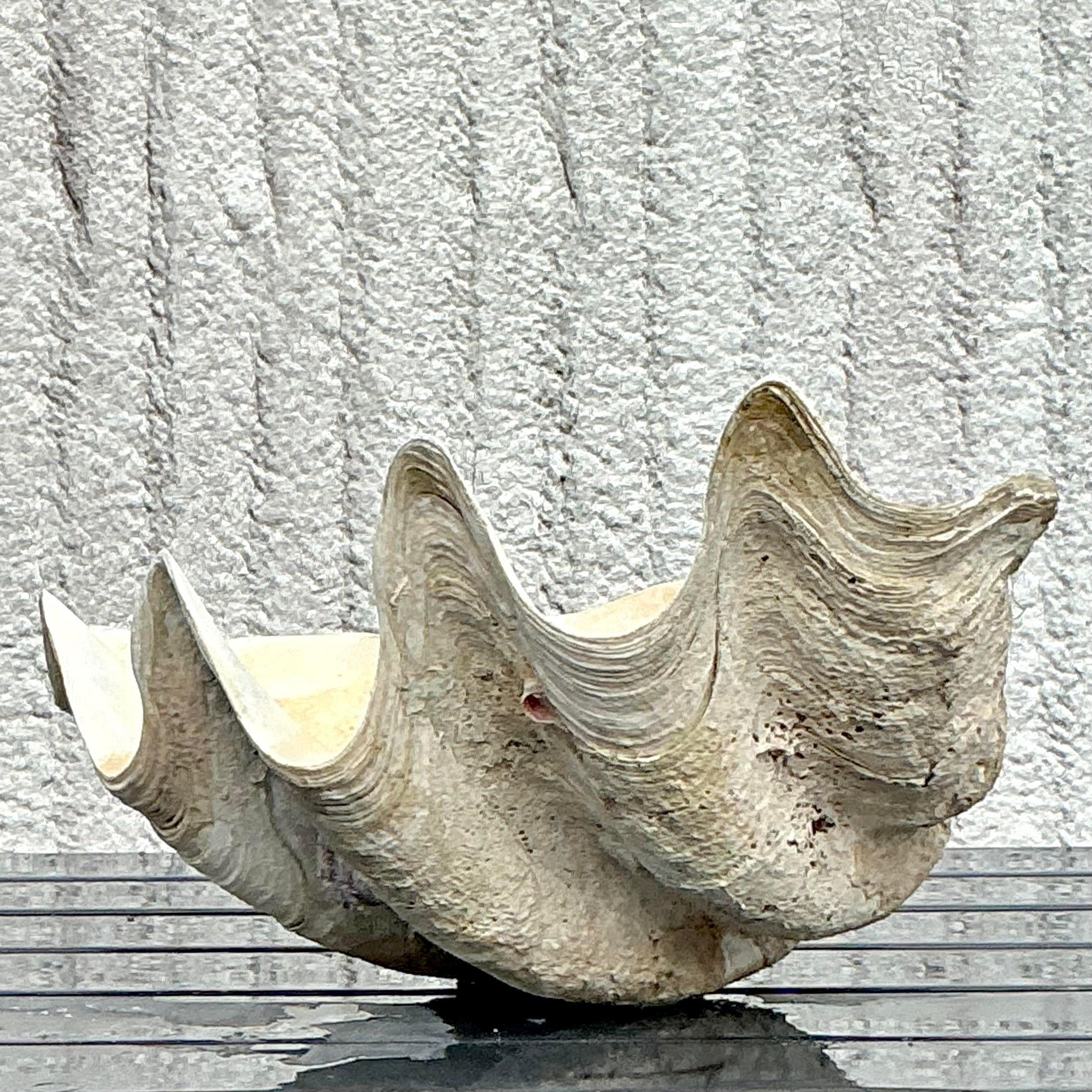 Vintage Coastal Monumental Tridacna Gigas Clam Shell #6 en vente 2