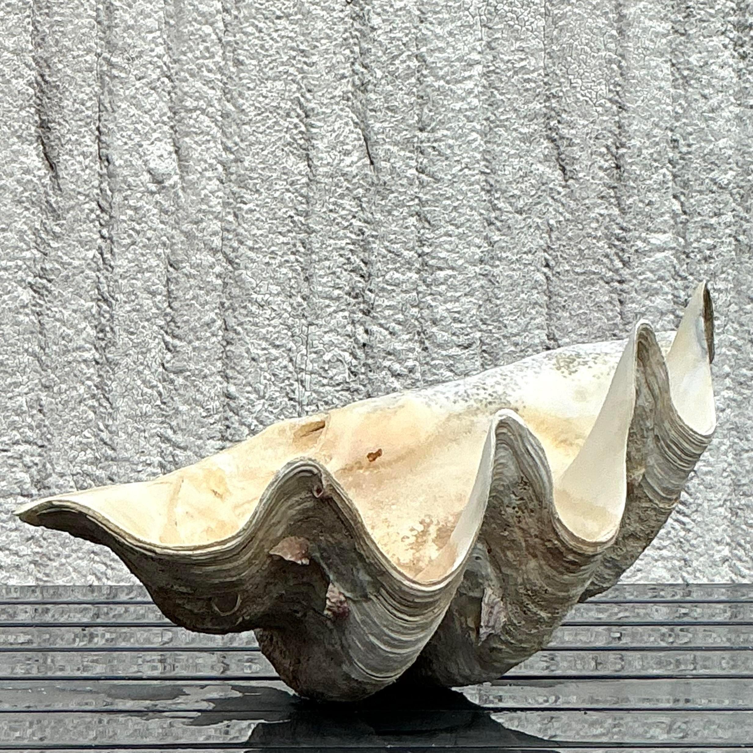 Vintage Coastal Monumental Tridacna Gigas Clam Shell #6 en vente 3