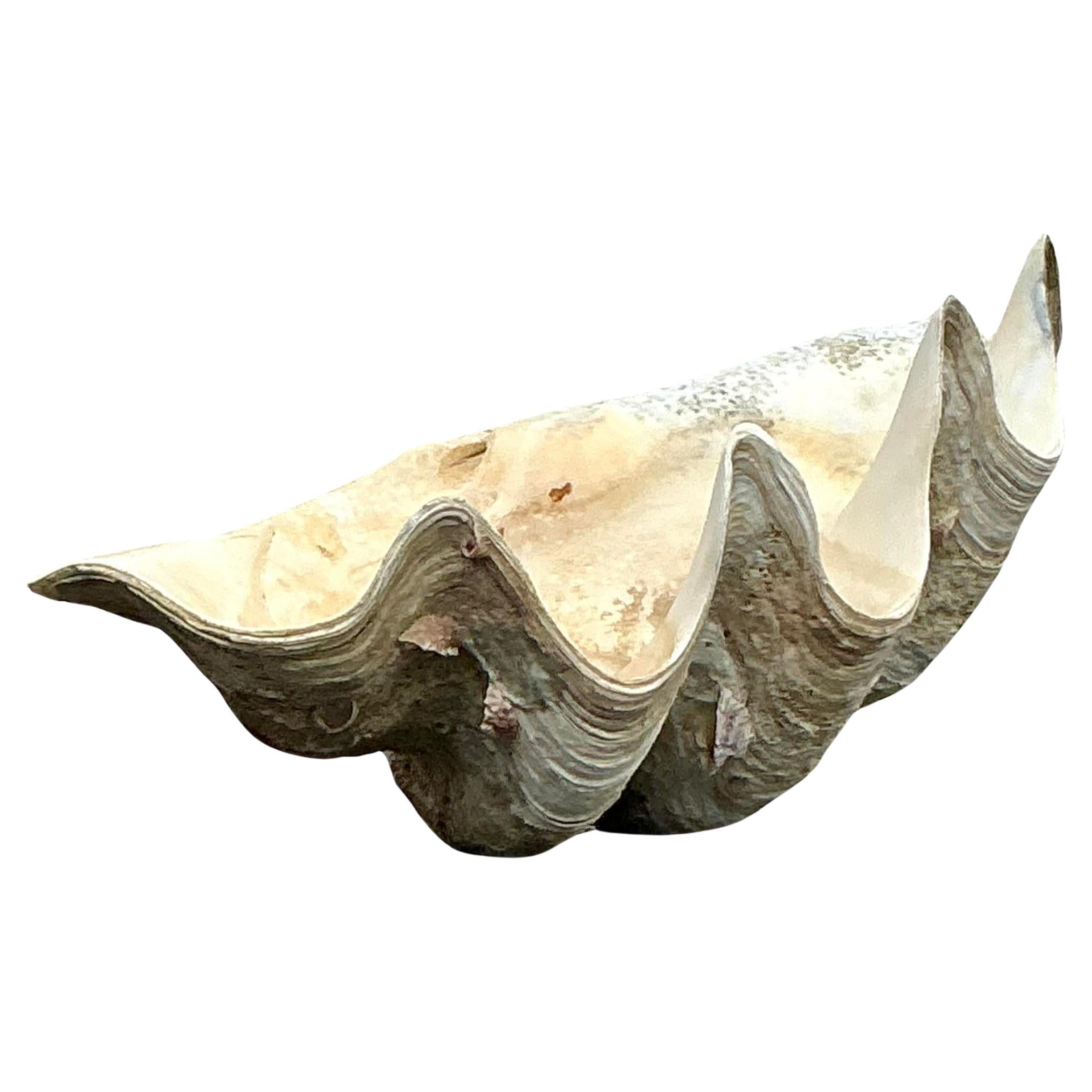 Concha de almeja Tridacna Gigas monumental costera vintage nº 6
