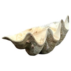 Conchiglia monumentale costiera d'epoca Tridacna Gigas #6