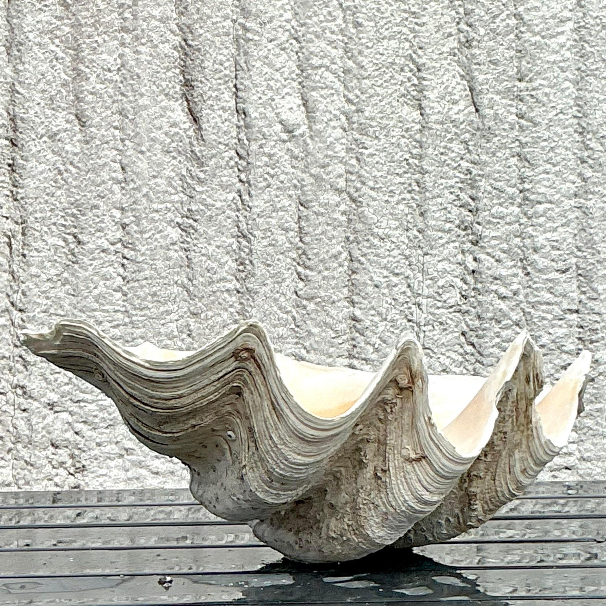 Vintage Coastal Monumental Tridacna Gigas Clam Shell #7 en vente 4