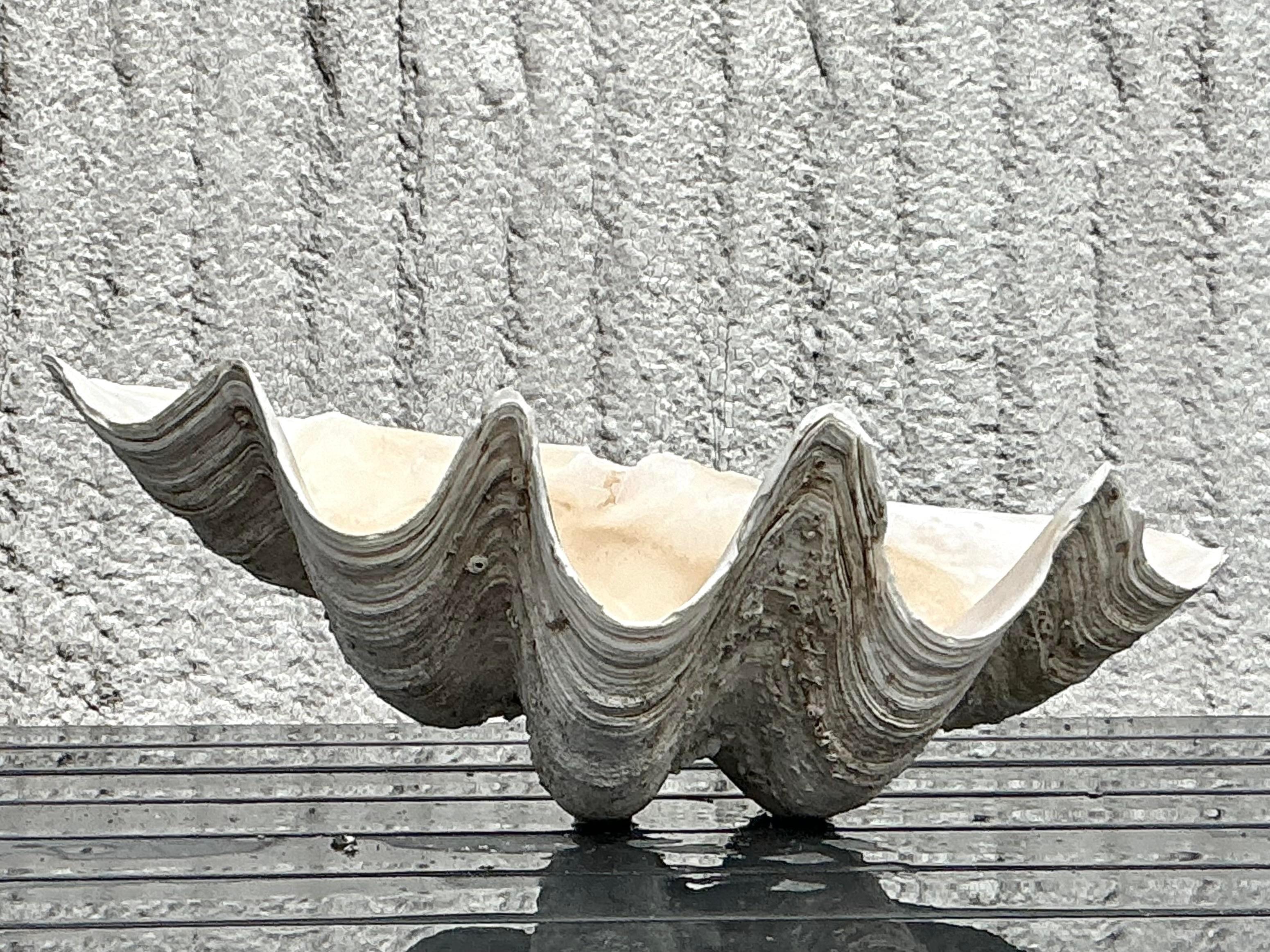 Rehaussez votre intérieur avec la beauté époustouflante de cette coquille de palourde Vintage Coastal Monumental Tridacna Gigas. Idéale pour les intérieurs de style américain, cette pièce grandiose présente des détails complexes et réalistes, ce qui